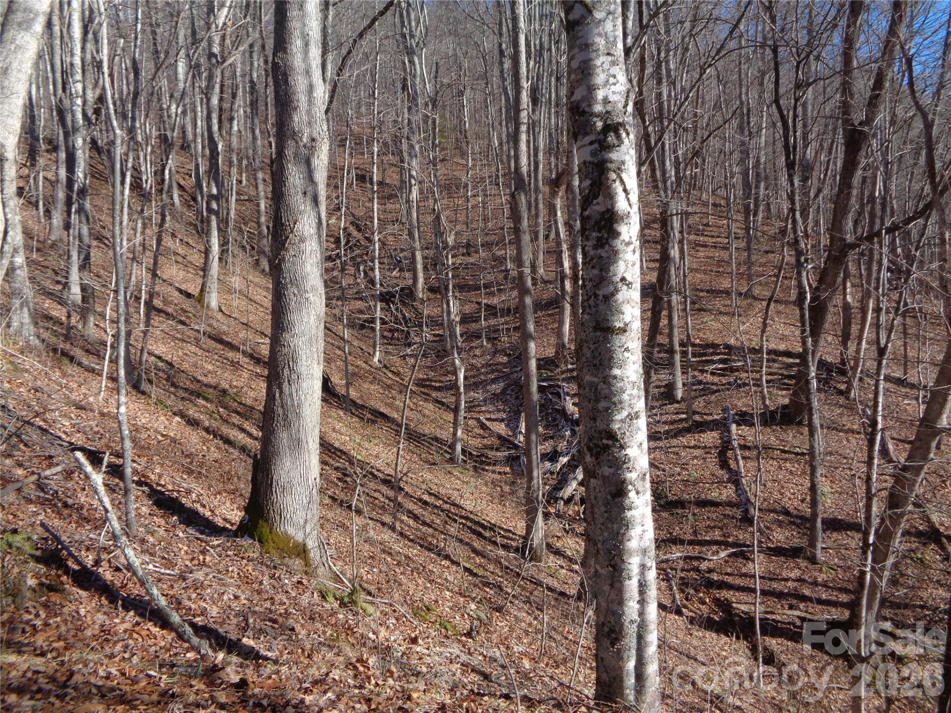 000 Listening Cove #42 - Photo 6