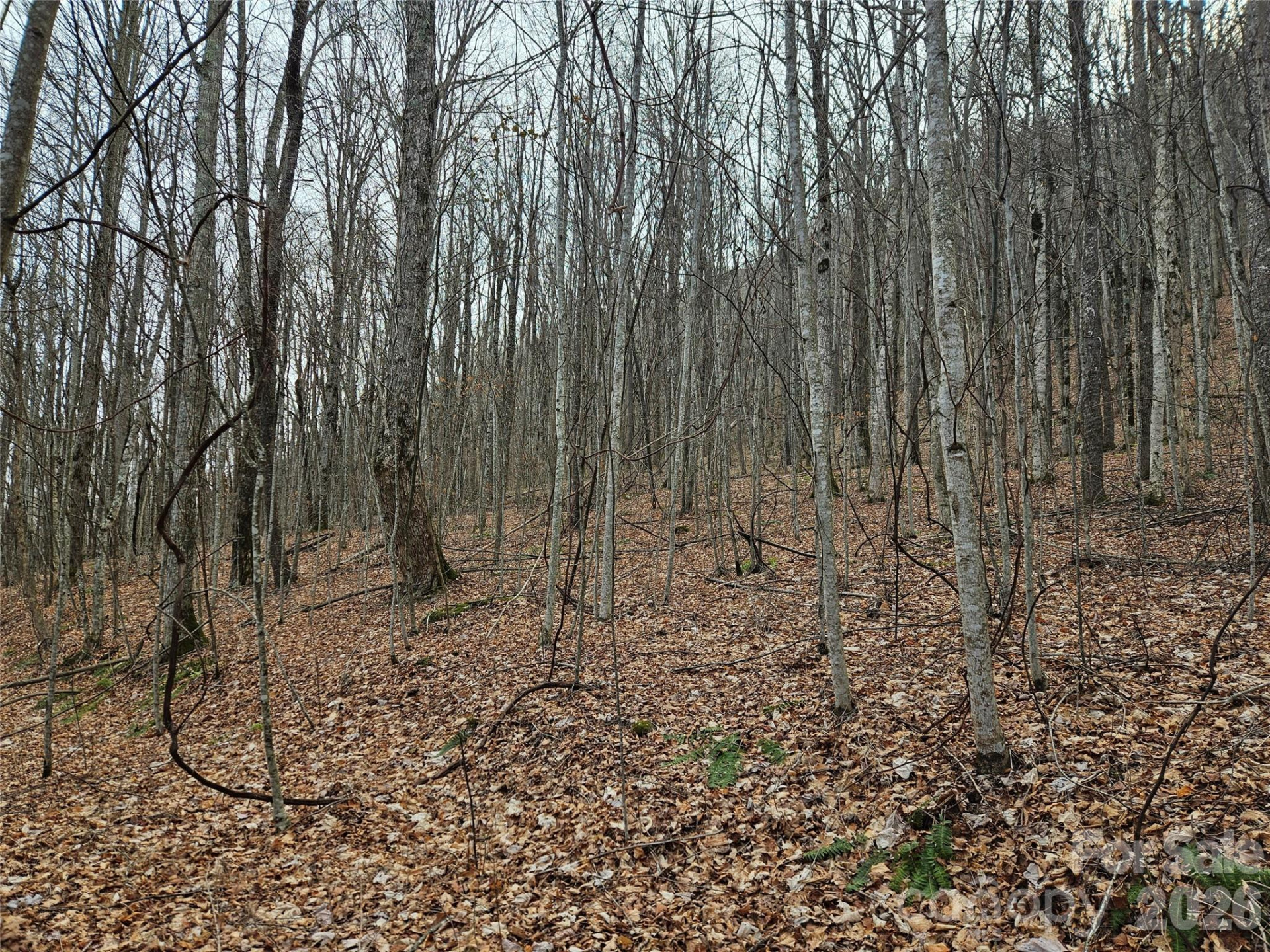 000 Slippery Rock Lane - Photo 2