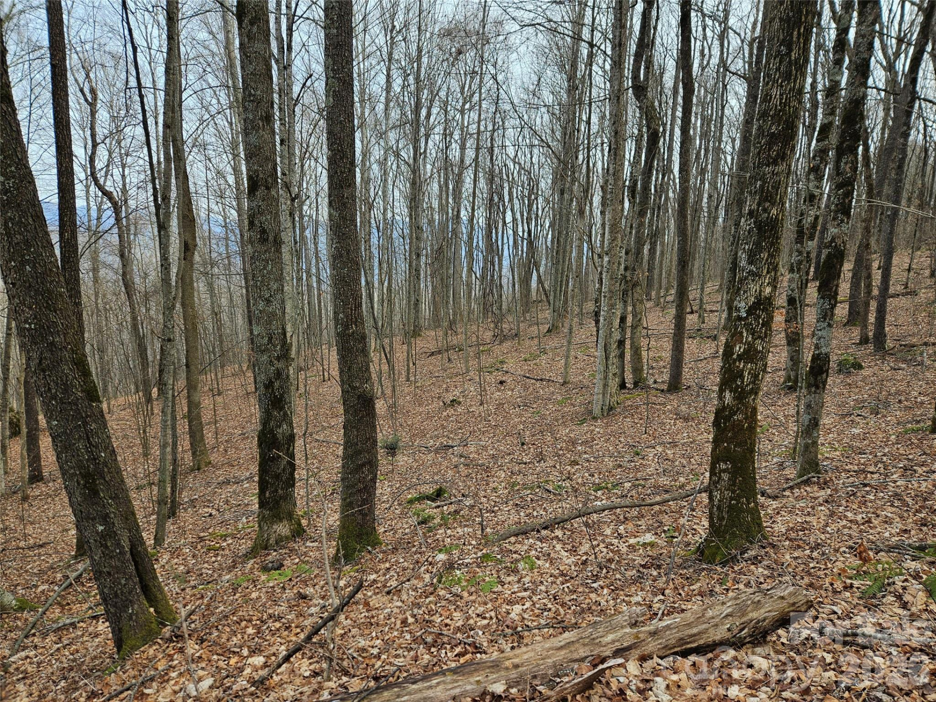 000 Slippery Rock Lane - Photo 4