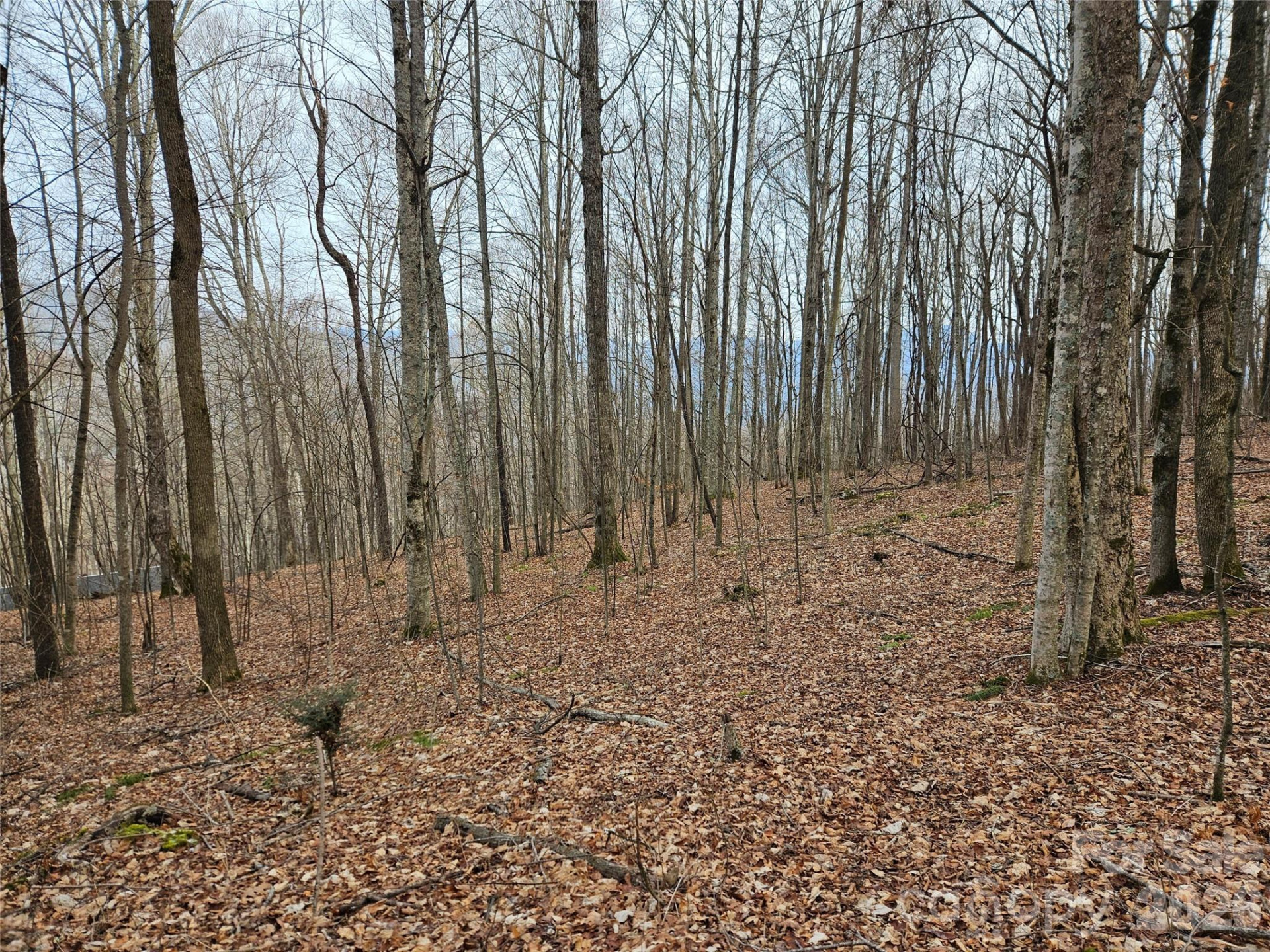 000 Slippery Rock Lane - Photo 7