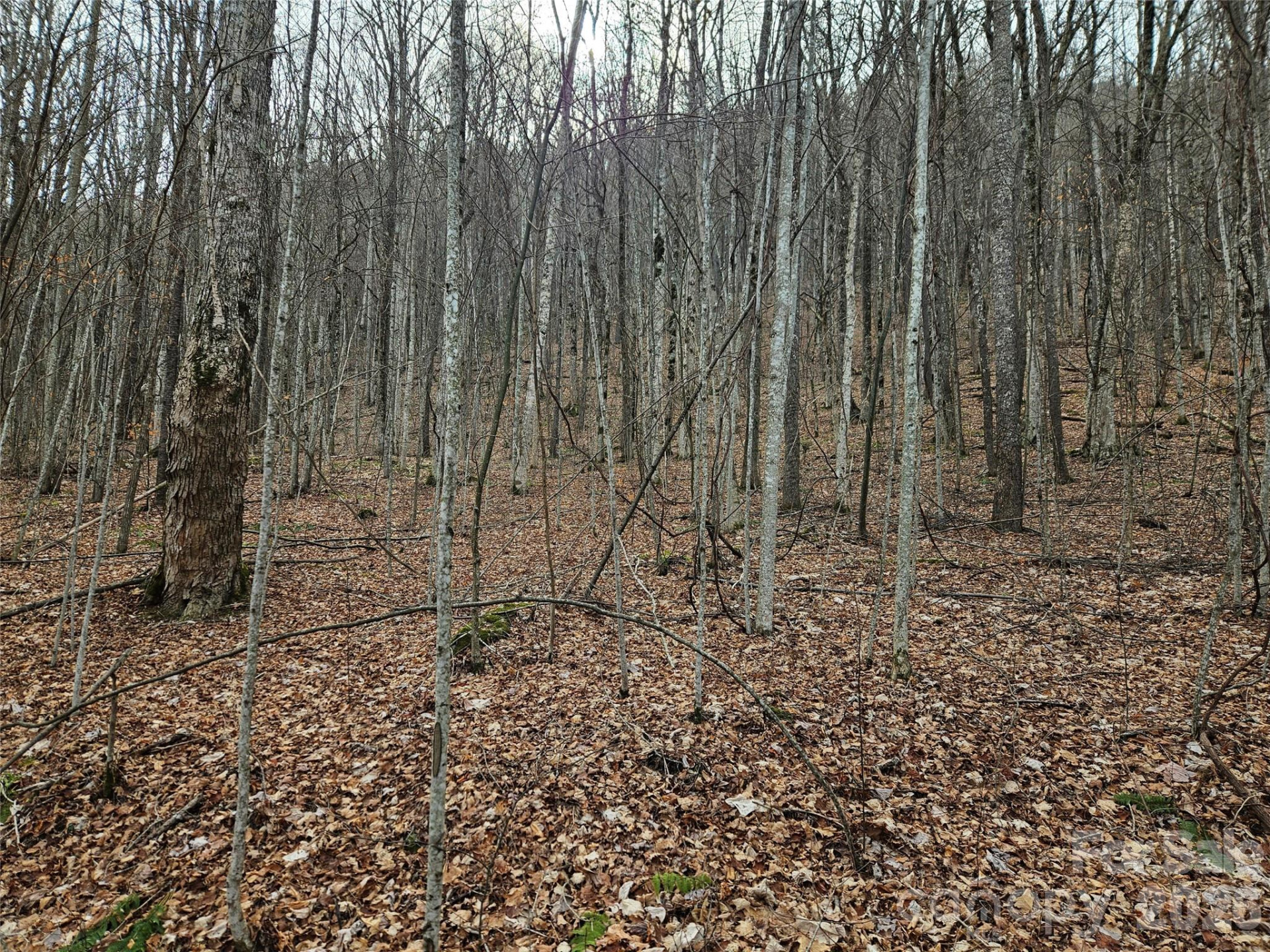 000 Slippery Rock Lane - Photo 8