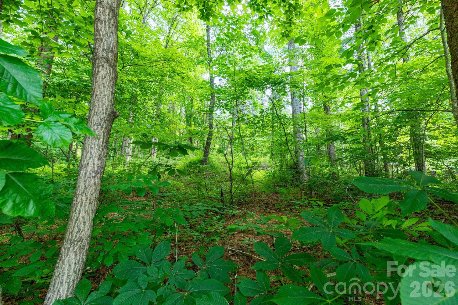 TBD Woodfin Road - Photo 9