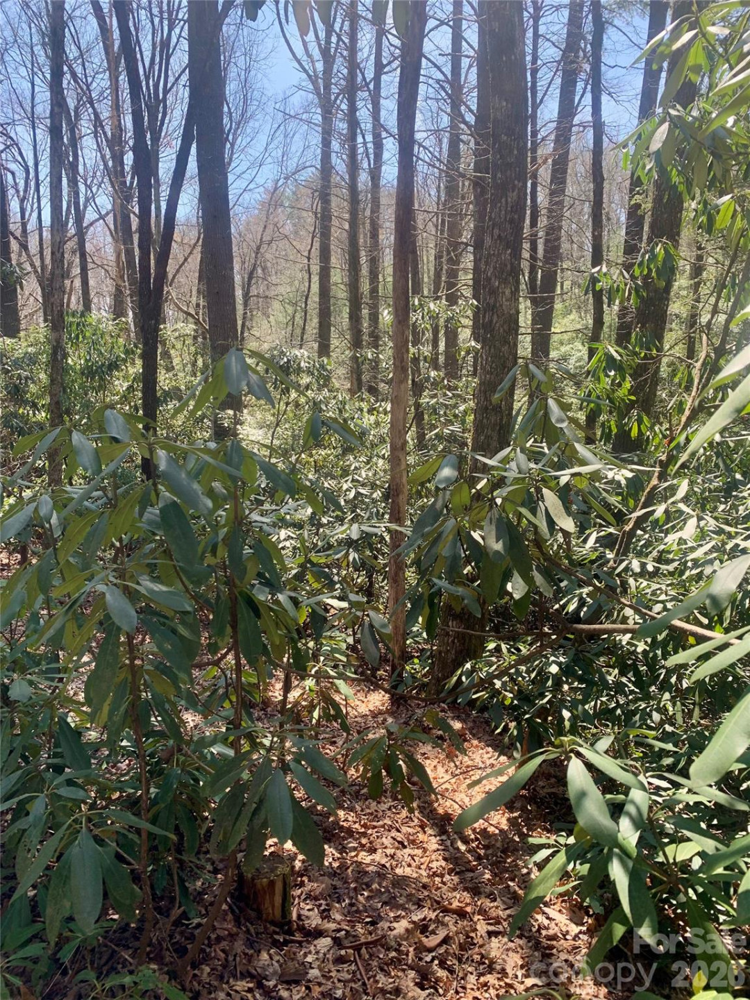 Lot 20A Indian Lake Road #20A - Photo 3