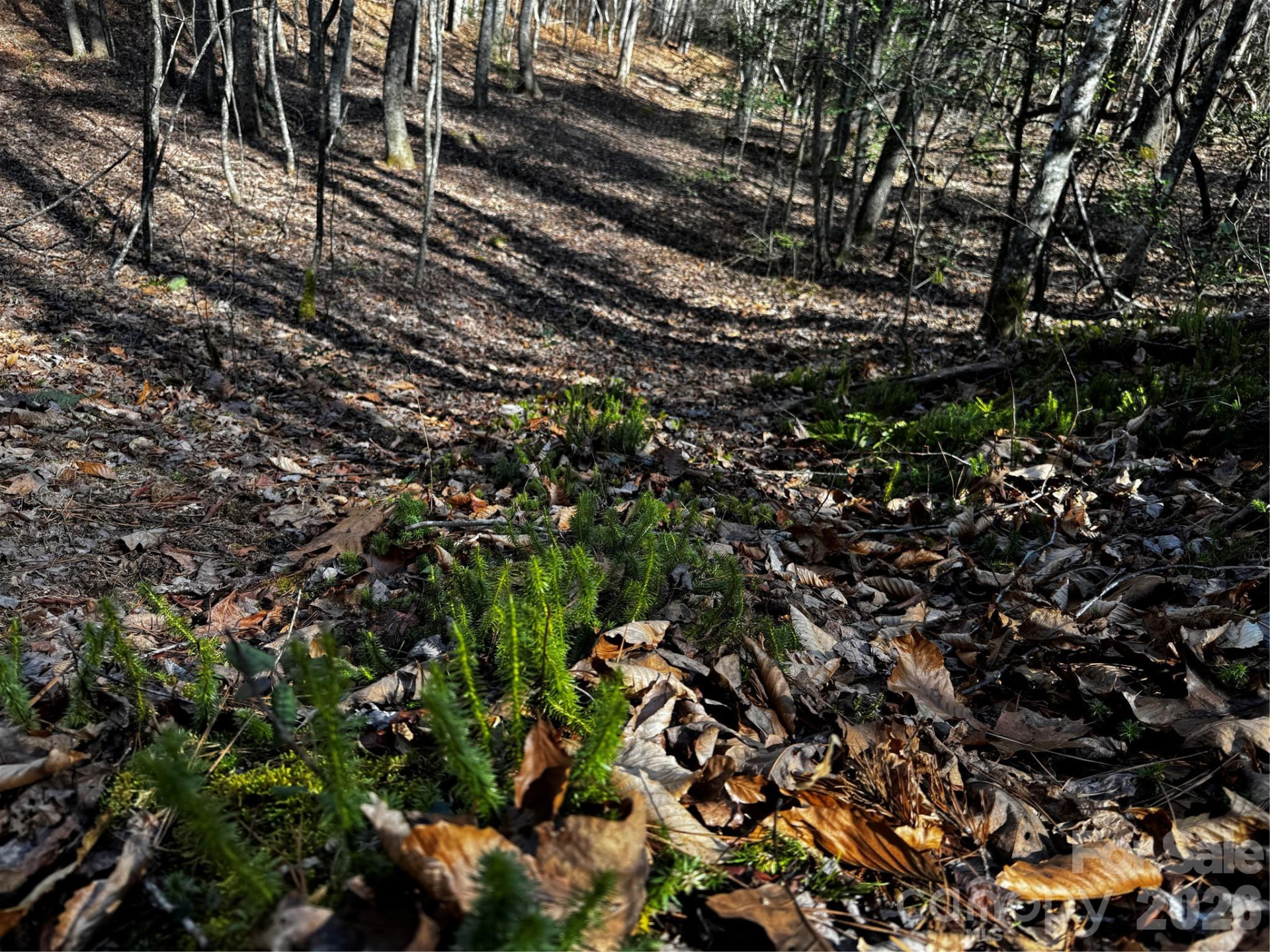 0 Painters Gap Road - Photo 31