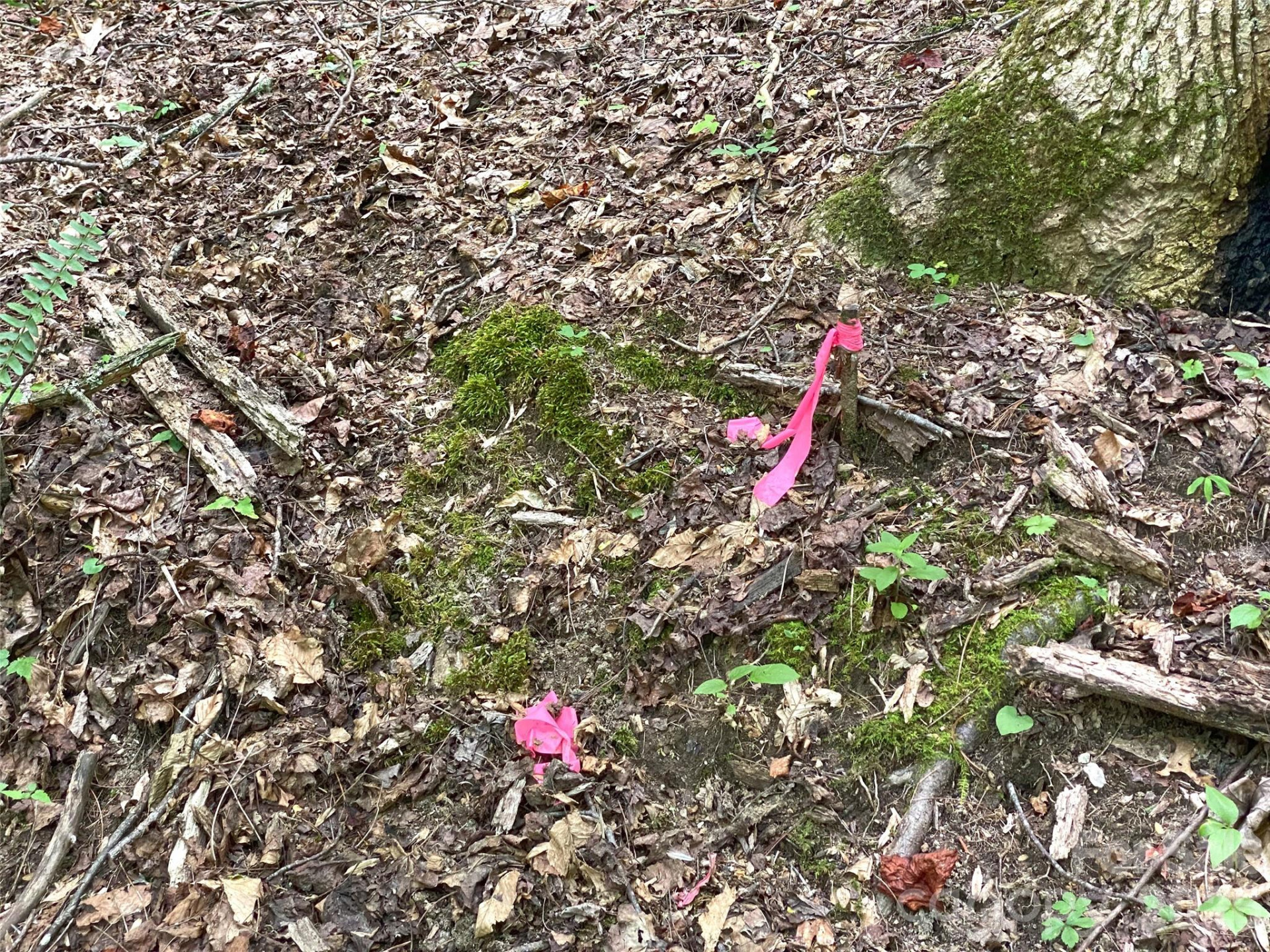 TBD Hickory Tree Lane #23/#28 - Photo 8