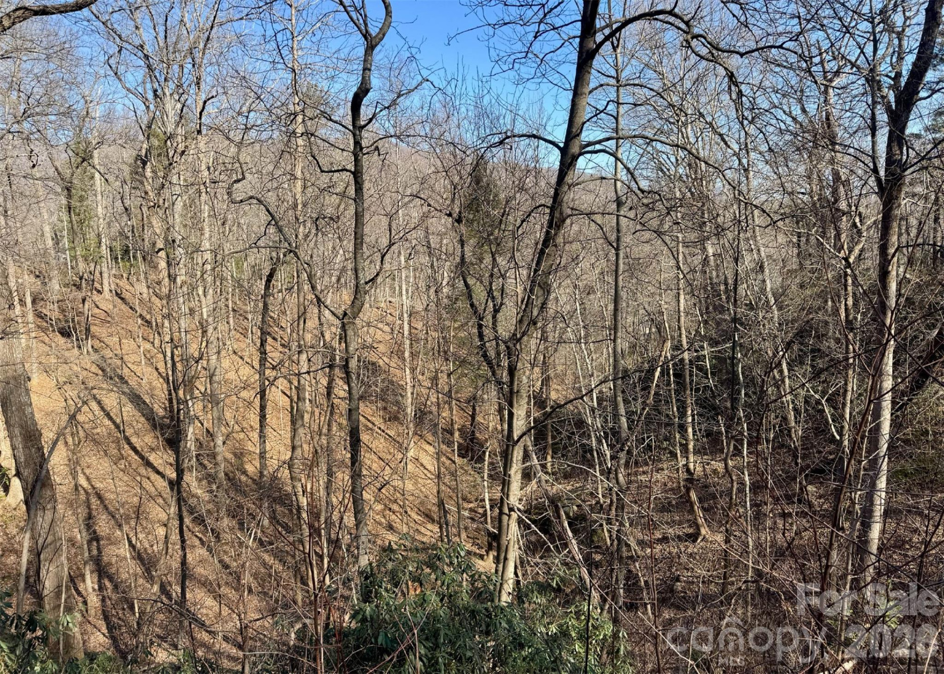 42 Asa Gray Drive - Photo 5