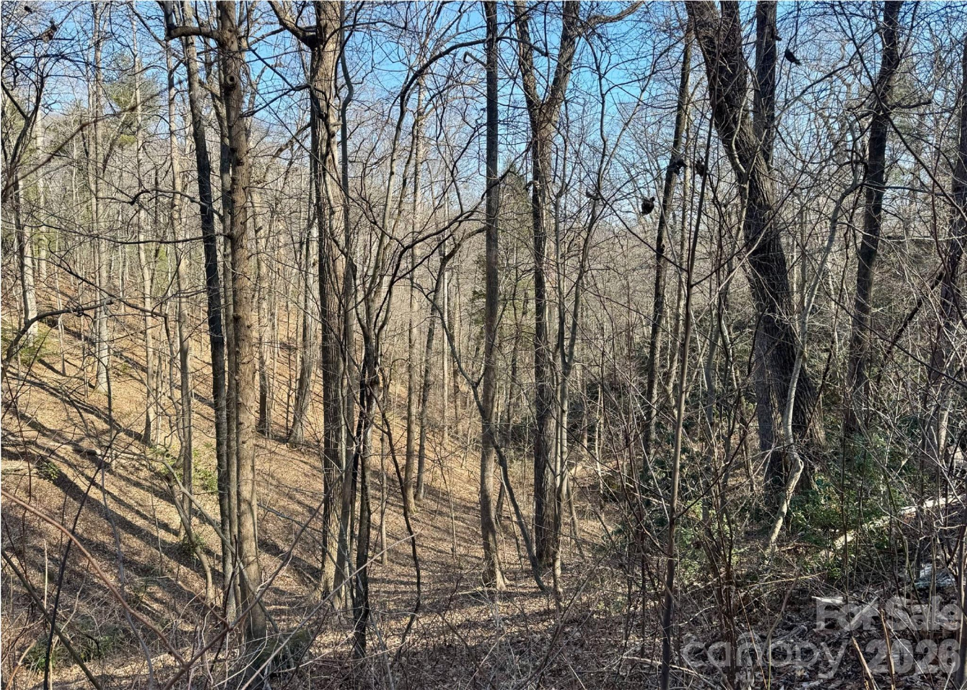 42 Asa Gray Drive - Photo 6