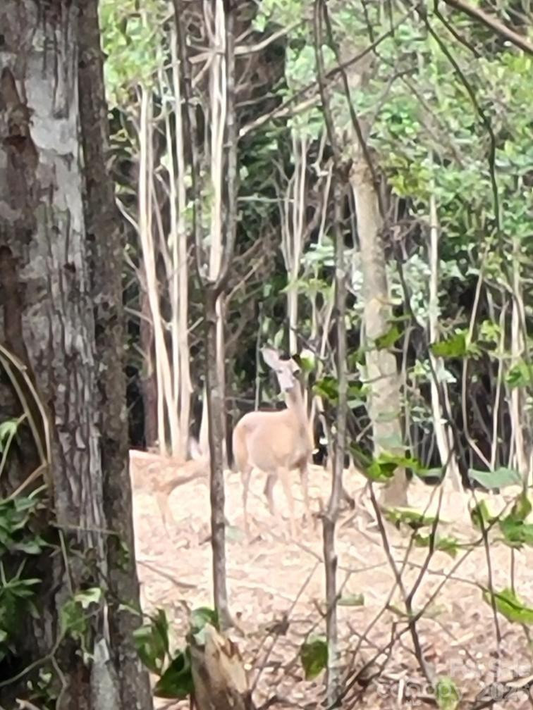 2715 Moose Lodge Street - Photo 11