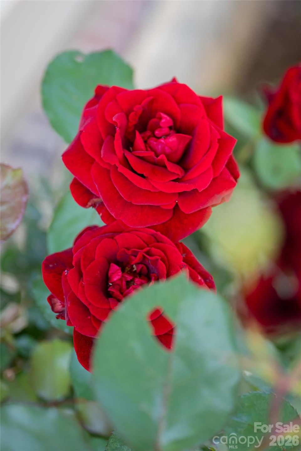 55 Outlook Circle - Photo 42