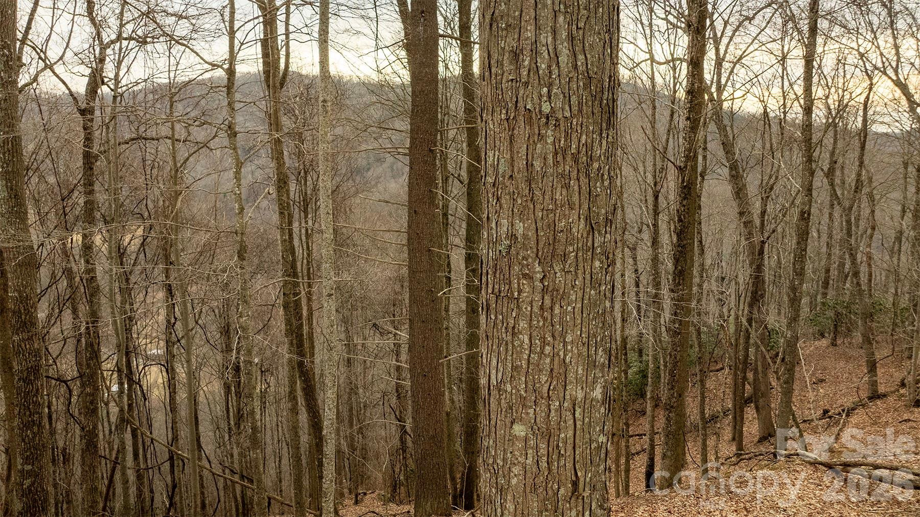 0000 Devils Knob Road - Photo 11