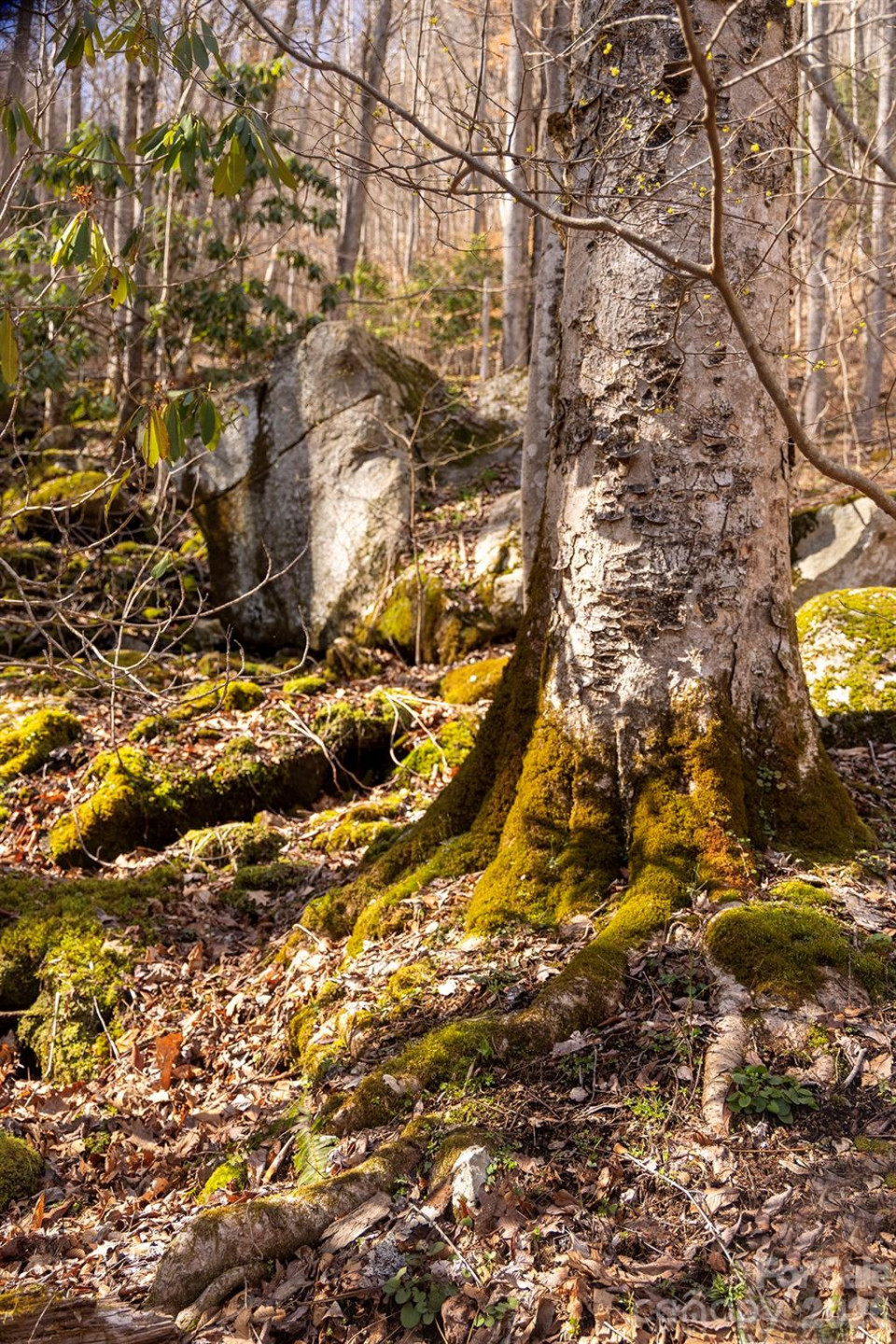 0000 Devils Knob Road - Photo 19