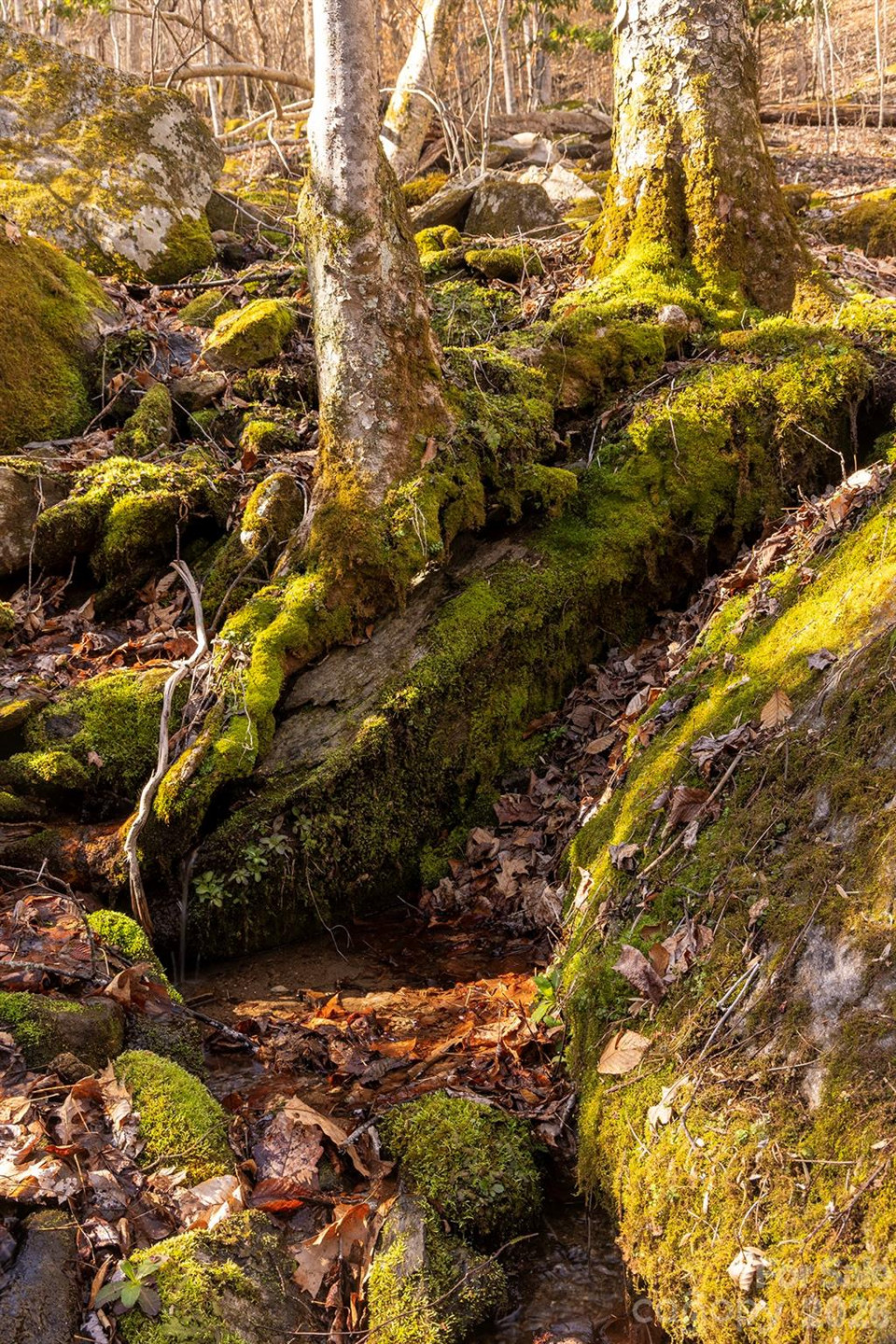 0000 Devils Knob Road - Photo 21