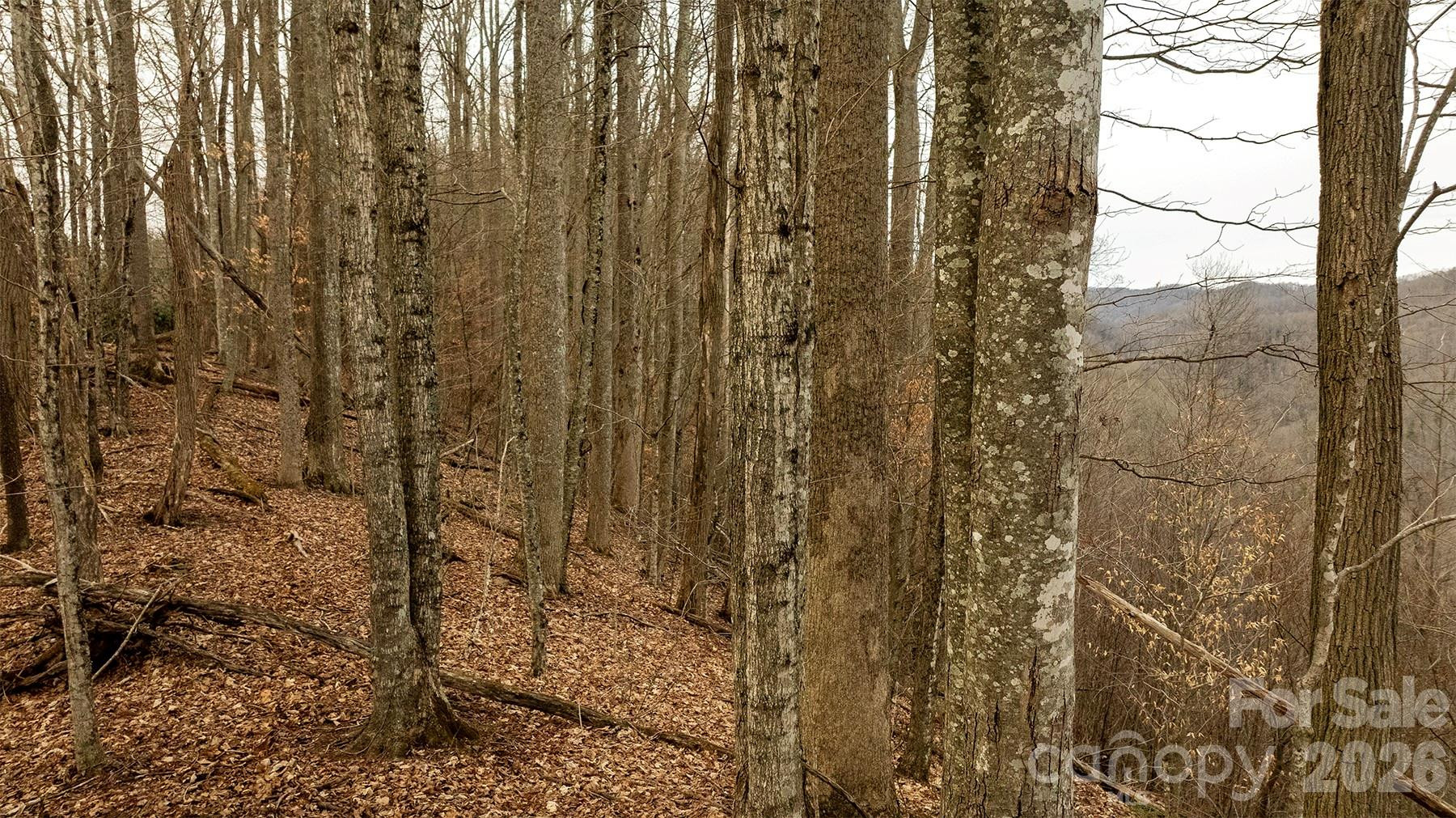 0000 Devils Knob Road - Photo 4