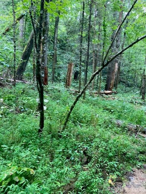 000 Moonshine Trail #19 - Photo 6