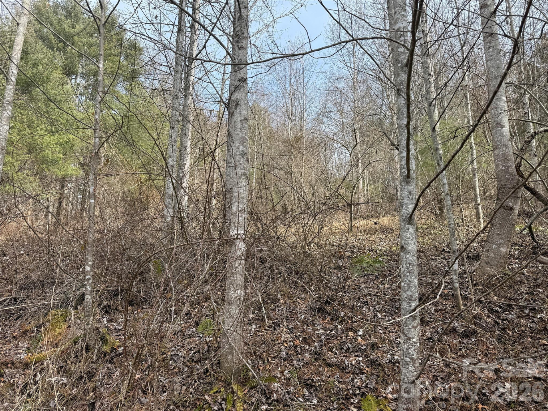 000 Rosalie Lane #5 - Photo 3