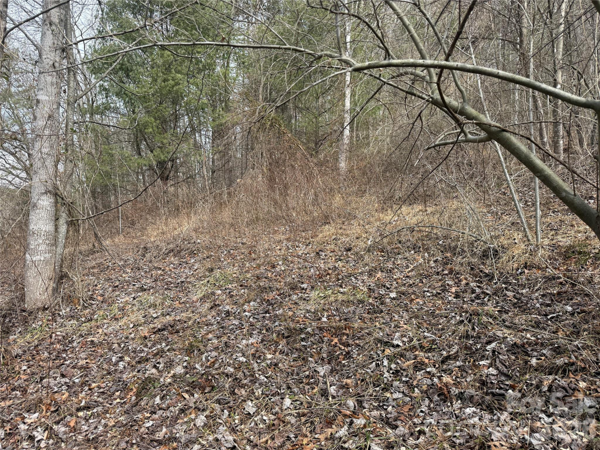 000 Rosalie Lane #5 - Photo 4