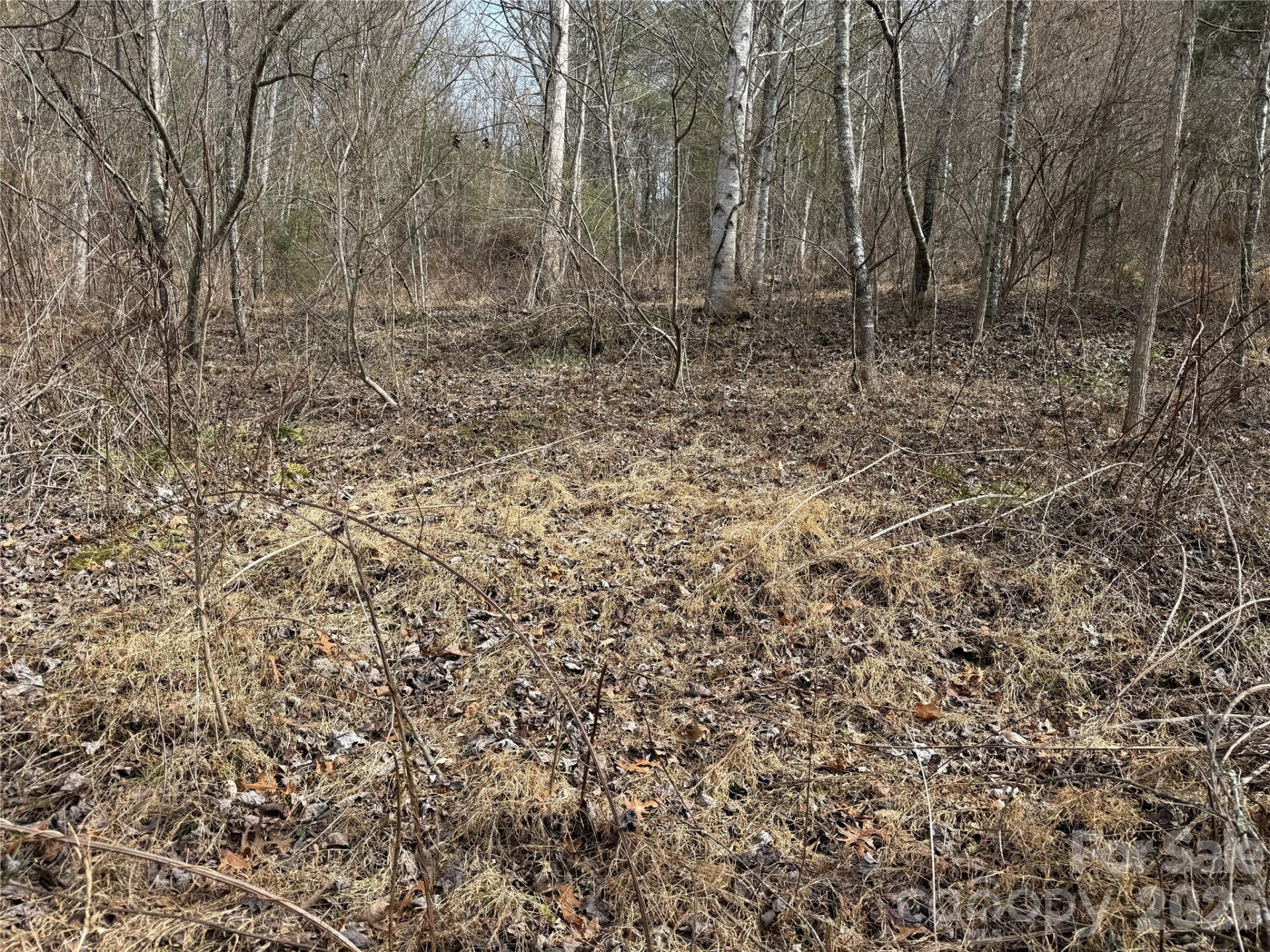 000 Rosalie Lane #5 - Photo 5