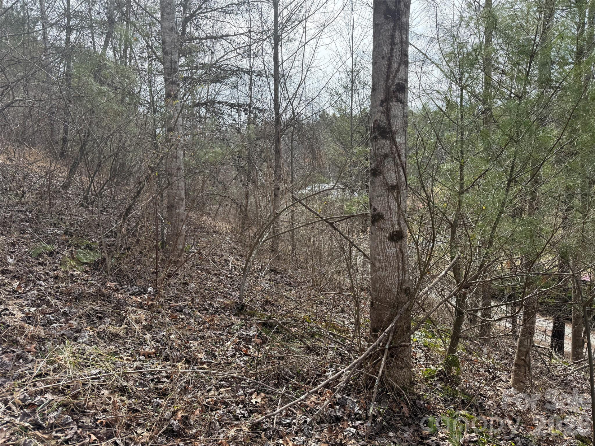 000 Rosalie Lane #5 - Photo 7