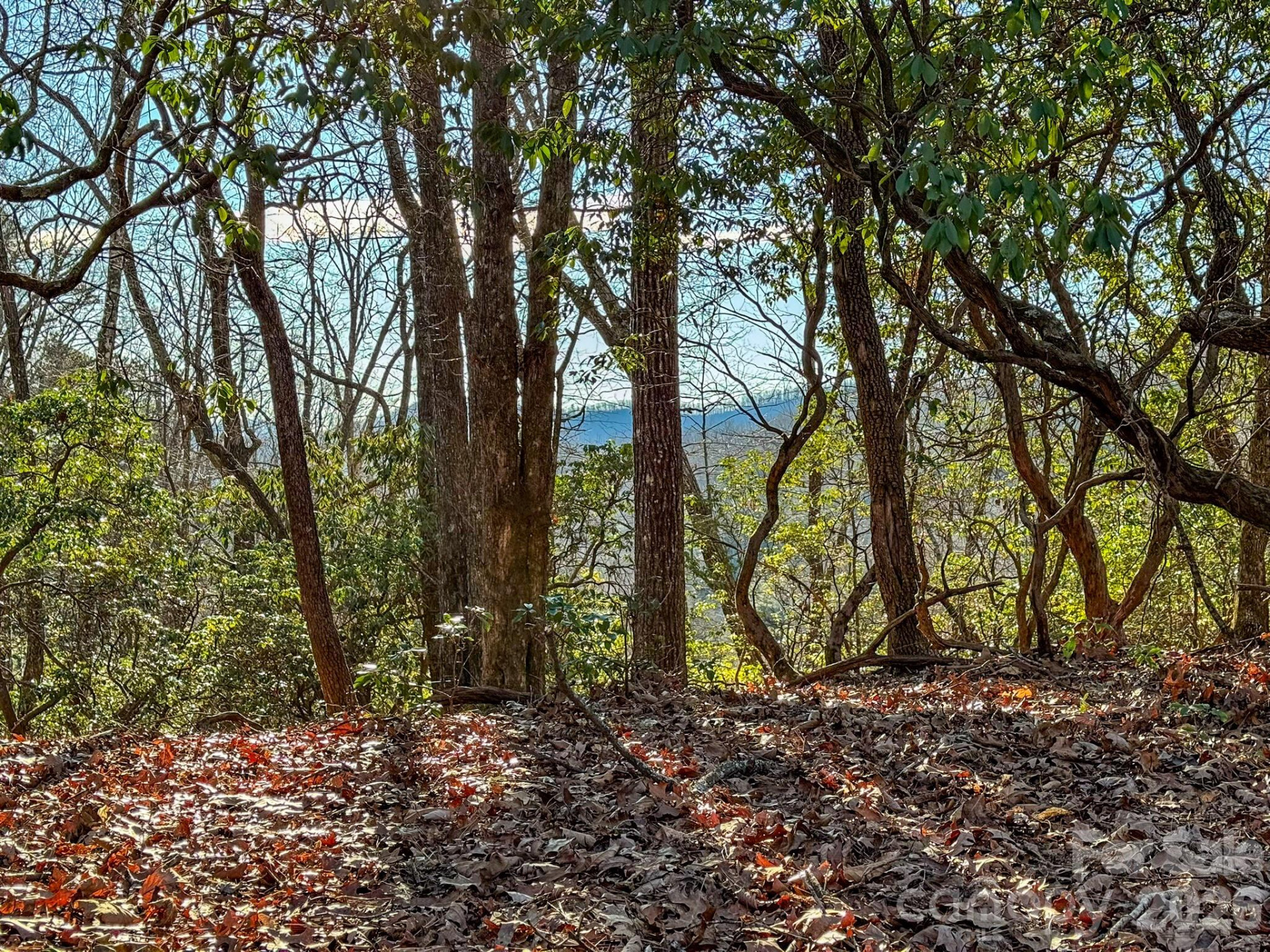 1647 Mills River Way - Photo 13