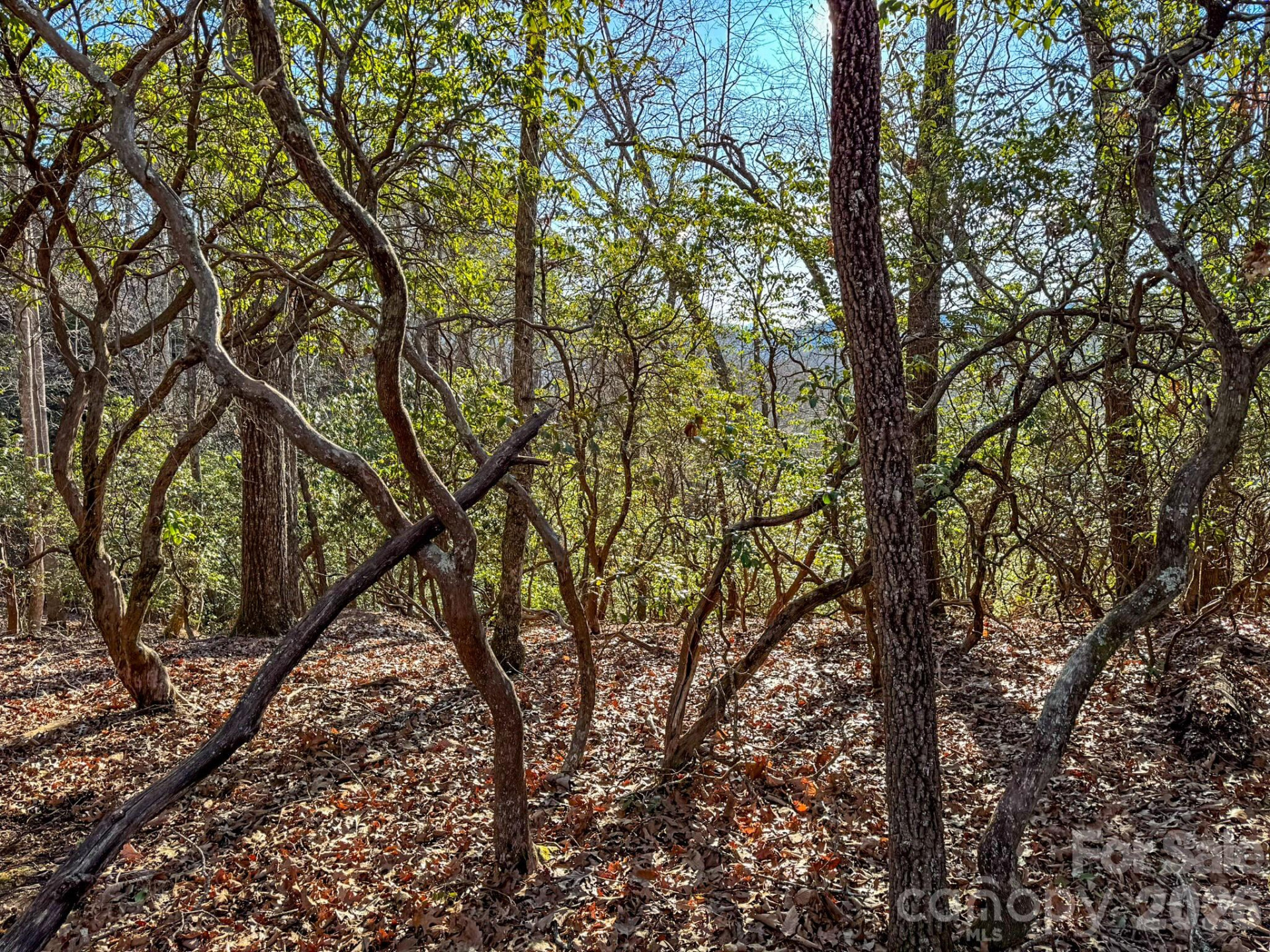 1647 Mills River Way - Photo 15