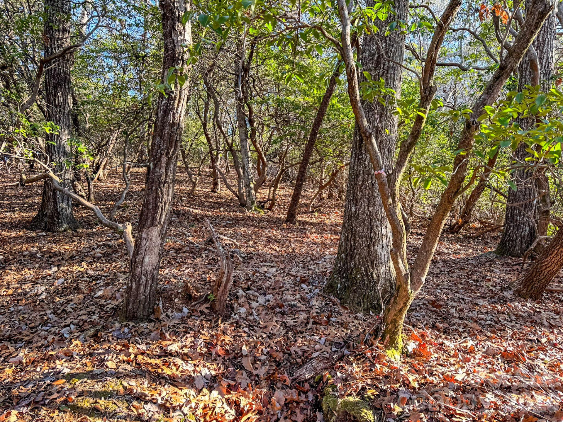 1647 Mills River Way - Photo 27