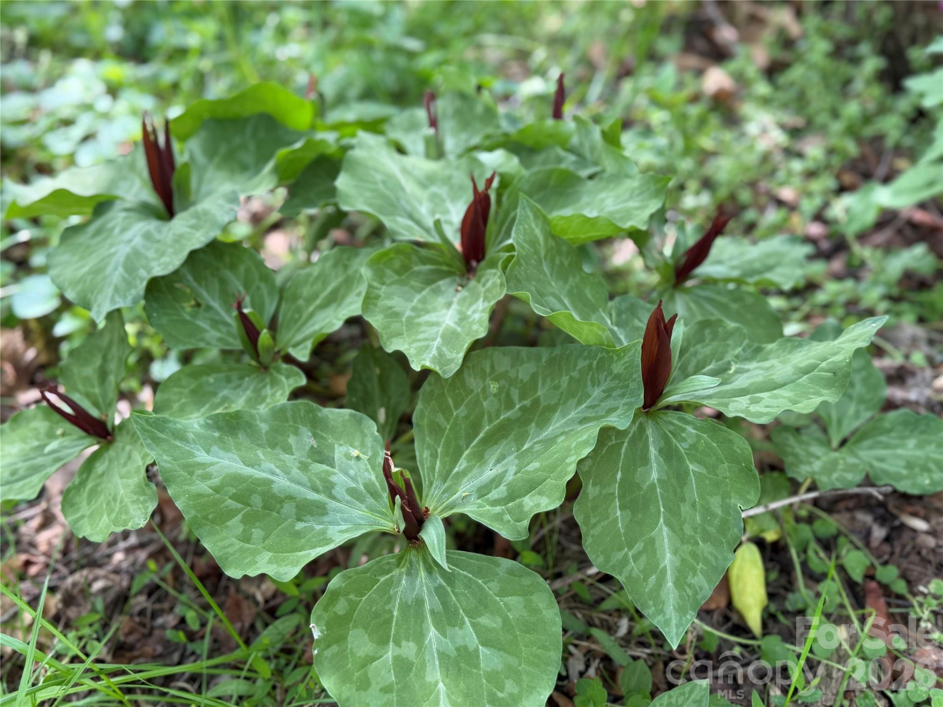 316 Oakdale Drive - Photo 36