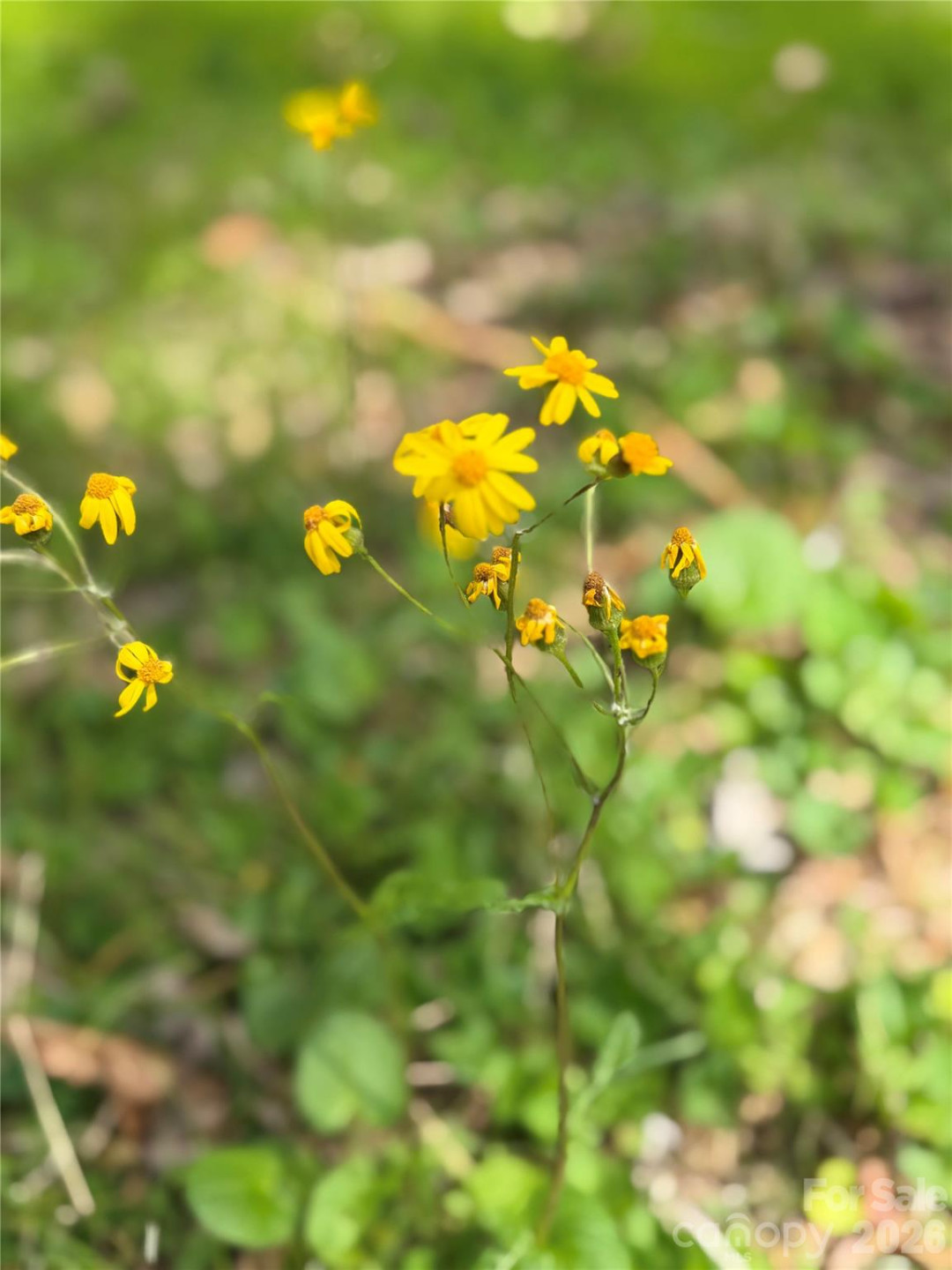 316 Oakdale Drive - Photo 37