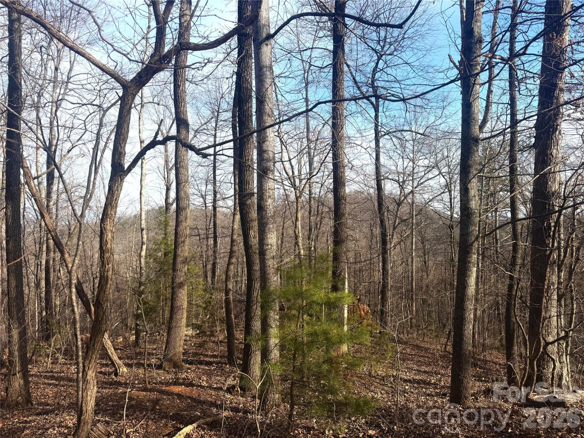 0 Peartree Drive - Photo 6