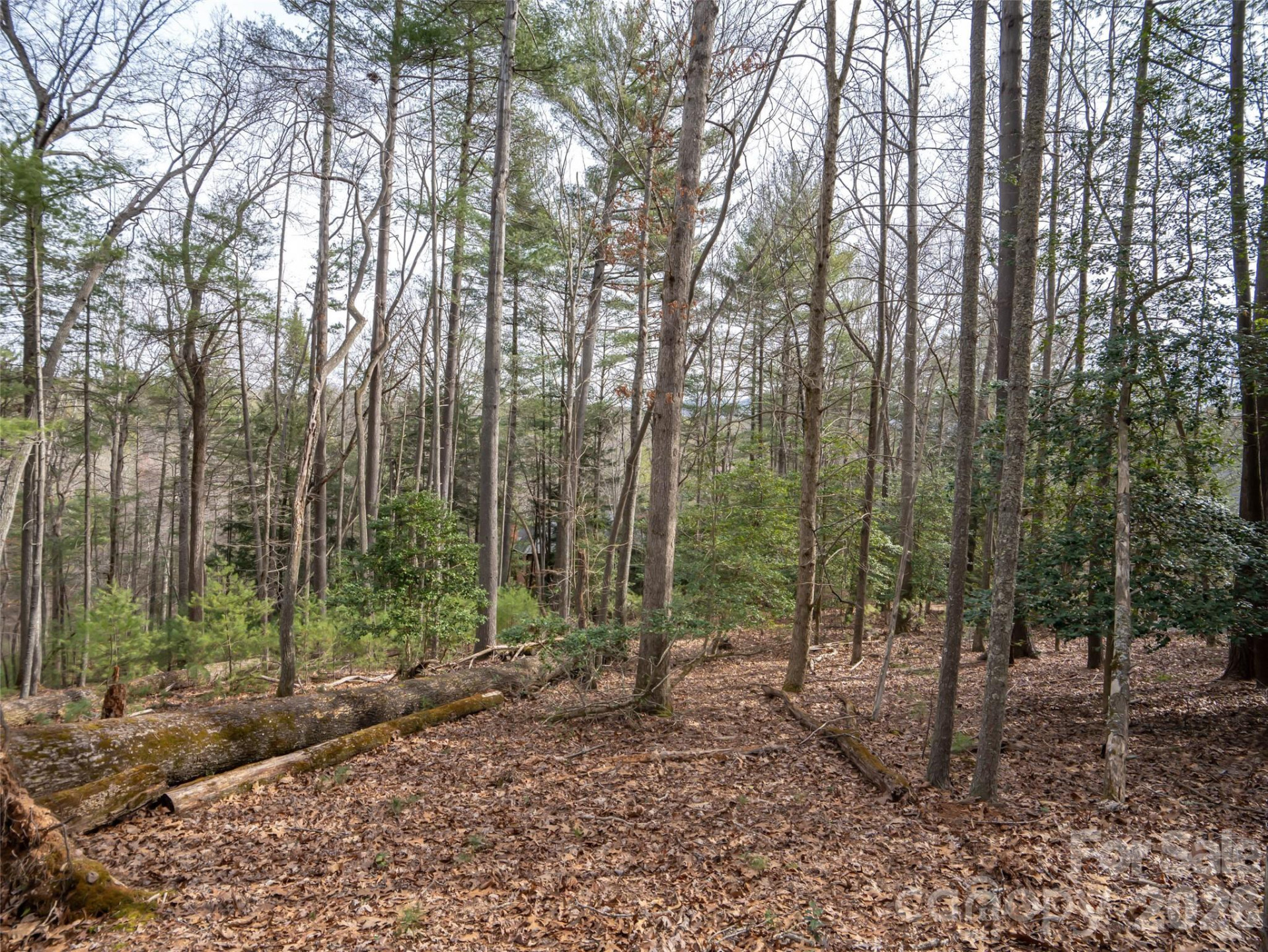 9999 Cedar Hill Drive #12 - Photo 13