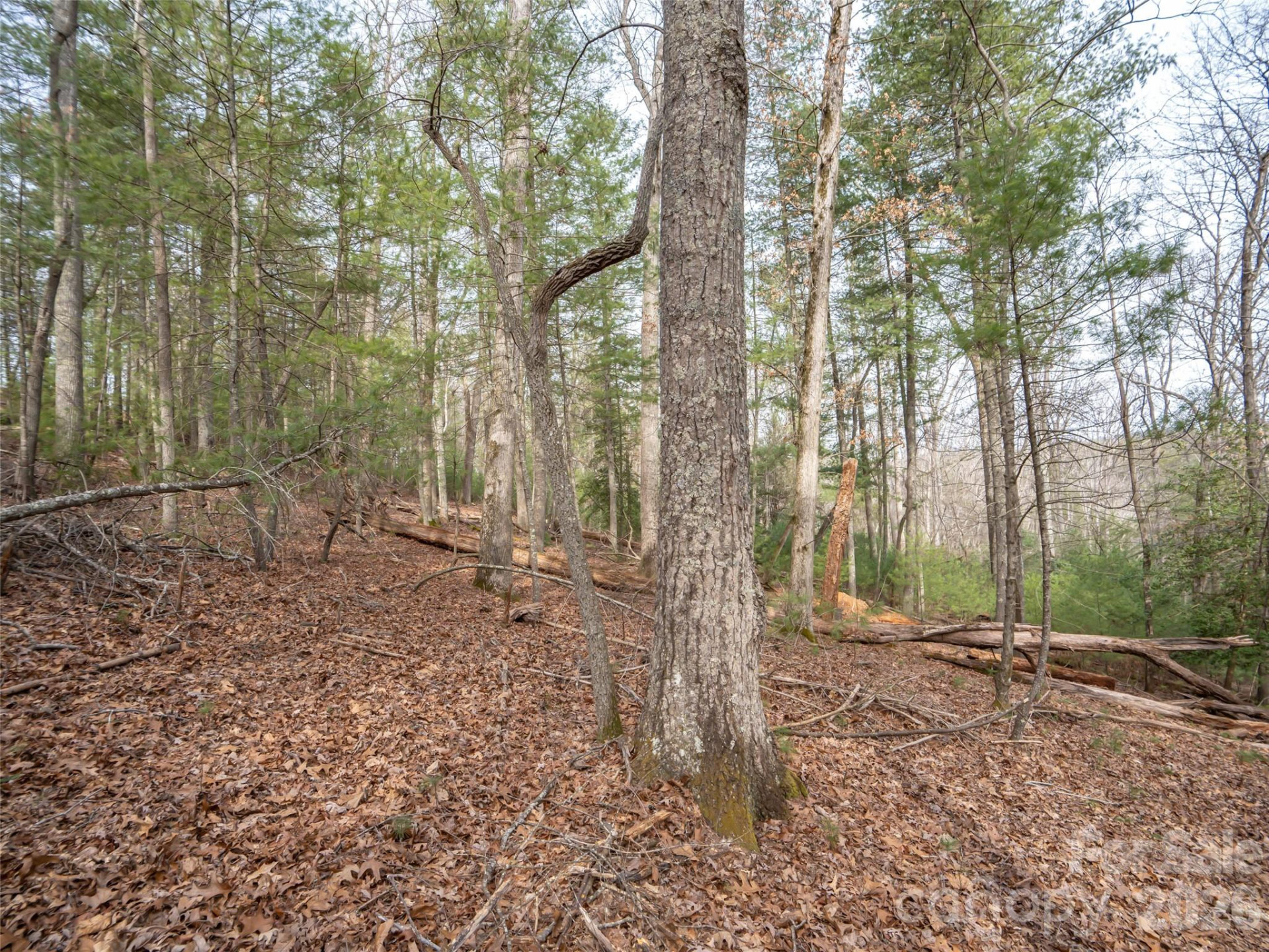 9999 Cedar Hill Drive #12 - Photo 14