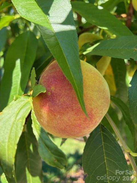 405 Mistletoe Trail - Photo 46