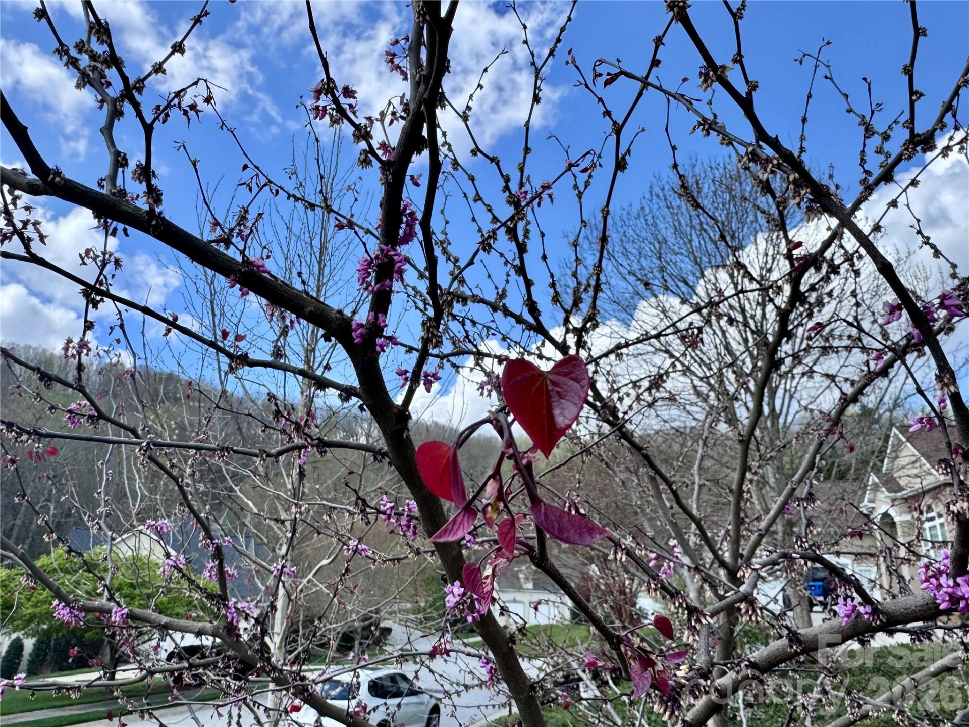 405 Mistletoe Trail - Photo 79