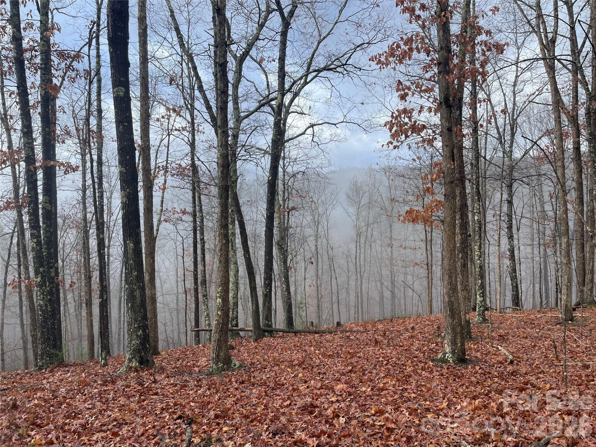 75 Wild Turkey Loop #31 - Photo 2