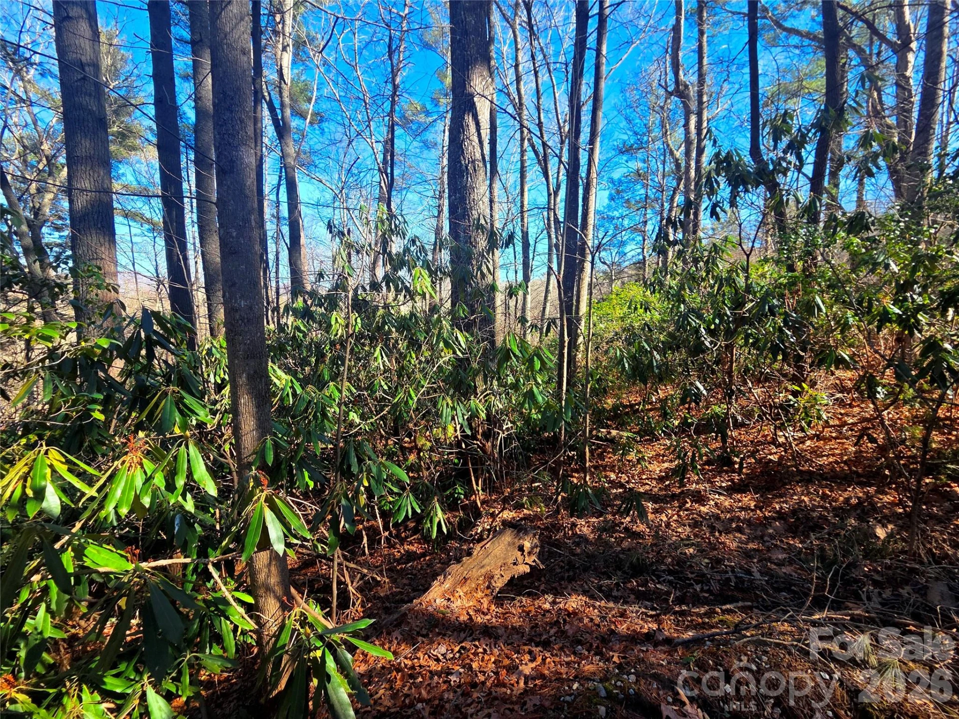 115 Fragrant Pine Drive #105 - Photo 2
