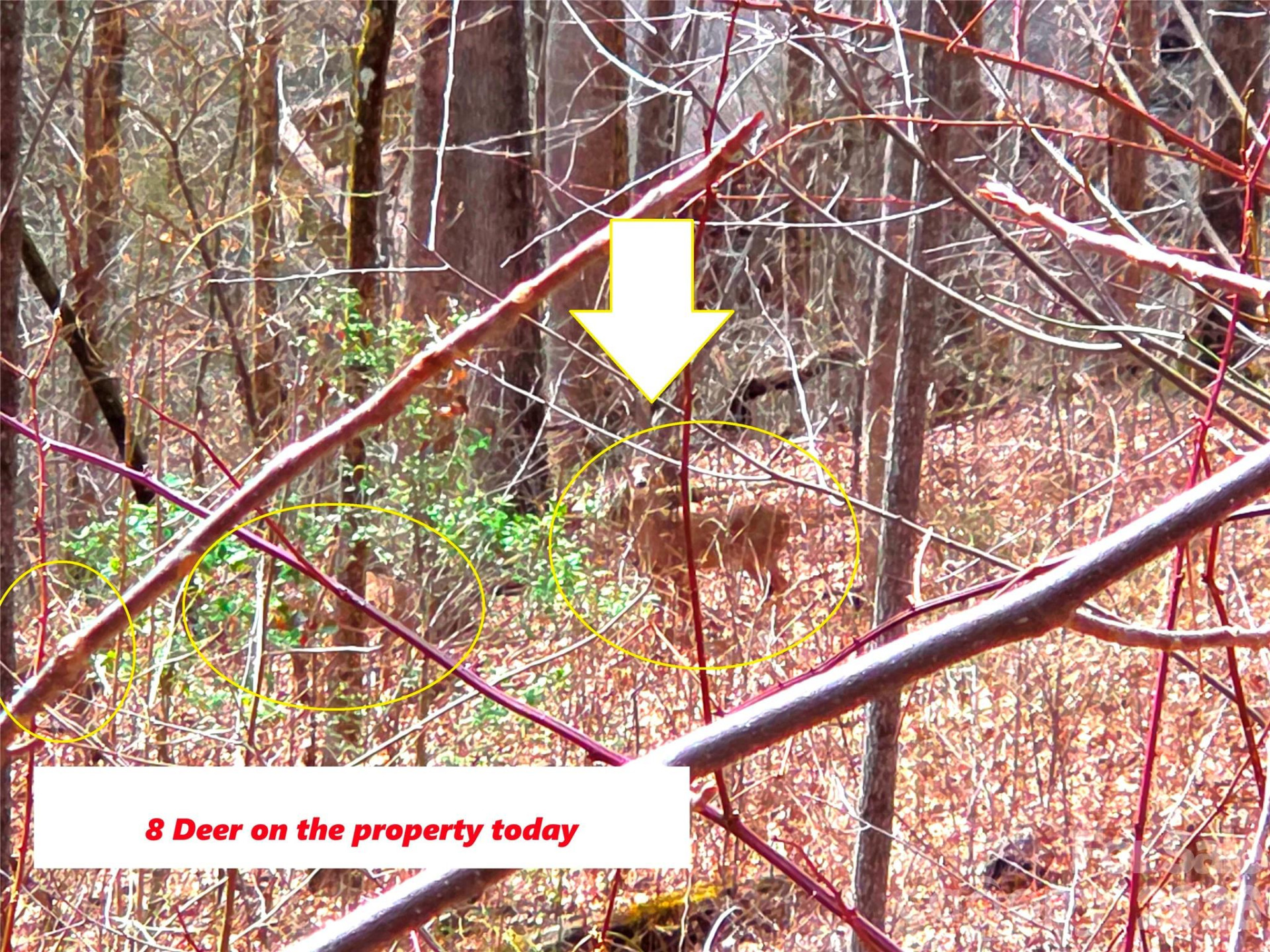 900 Fern Trail #31 - Photo 5