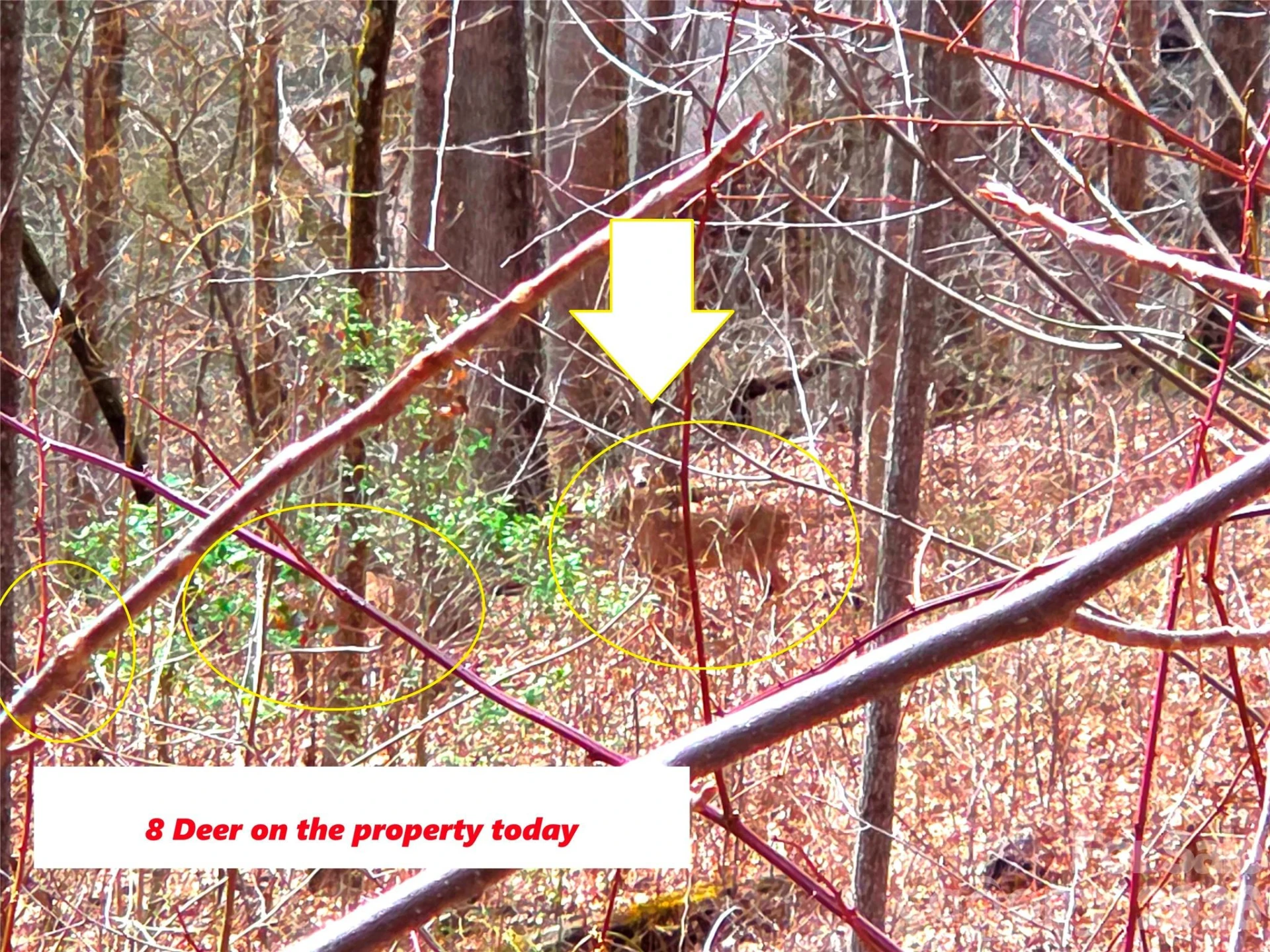 900 Fern Trail #31 - Photo 5