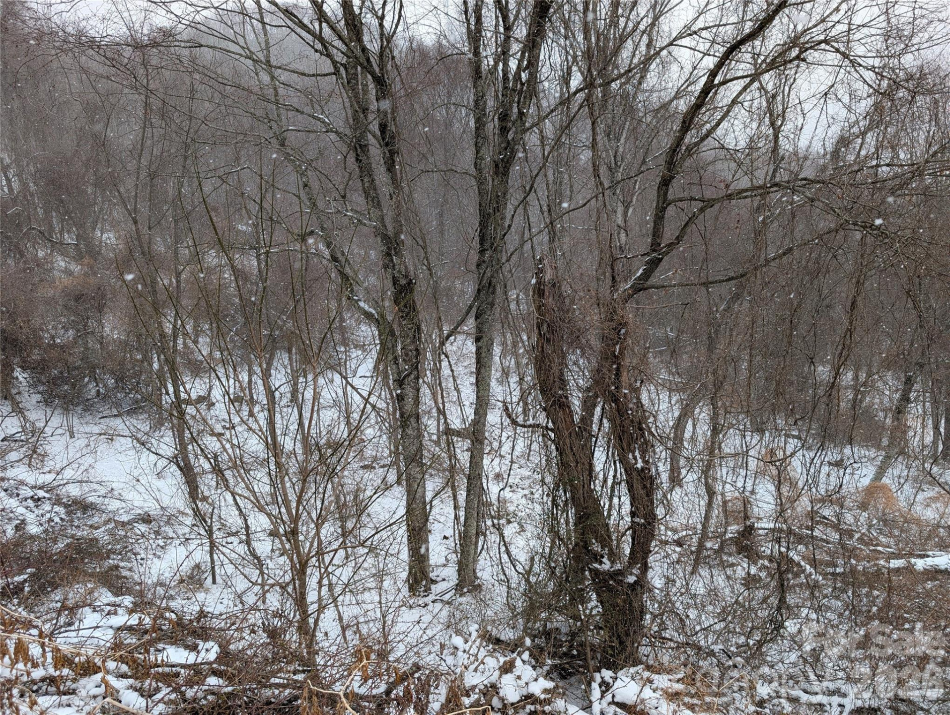 00 Bear Wallow Trail - Photo 4