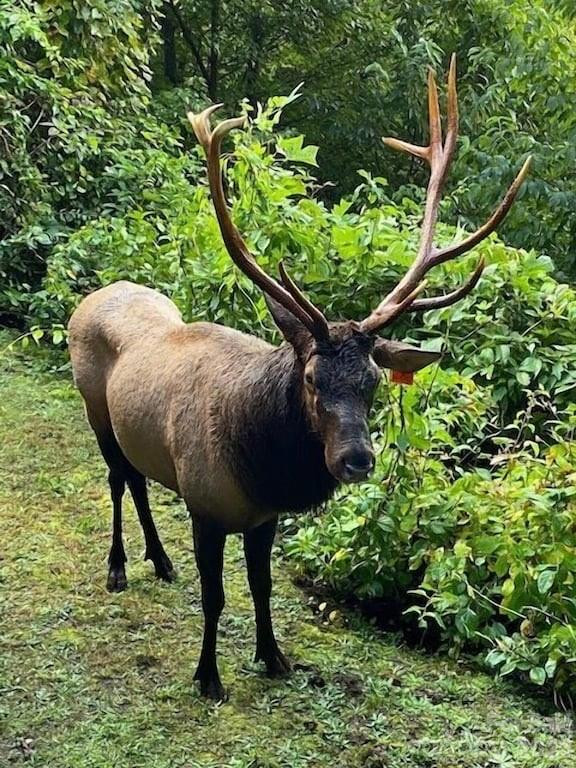 135 Pretty Ridge Road - Photo 44