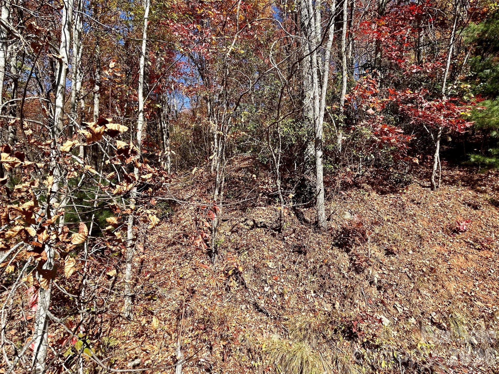 0 Grizzly Ridge #57 - Photo 4