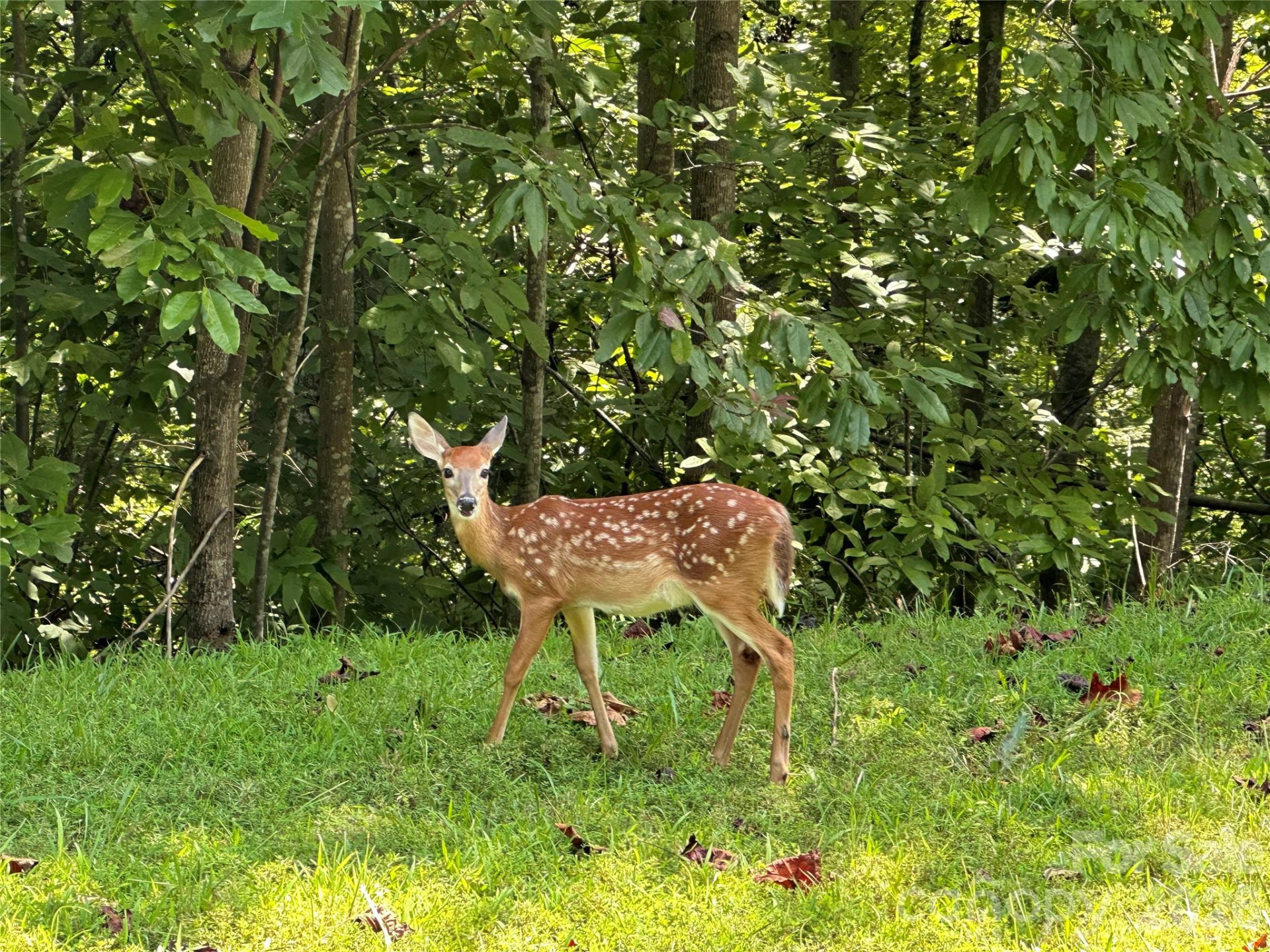 Lots 22 & 23 Lake Adger Parkway - Photo 18