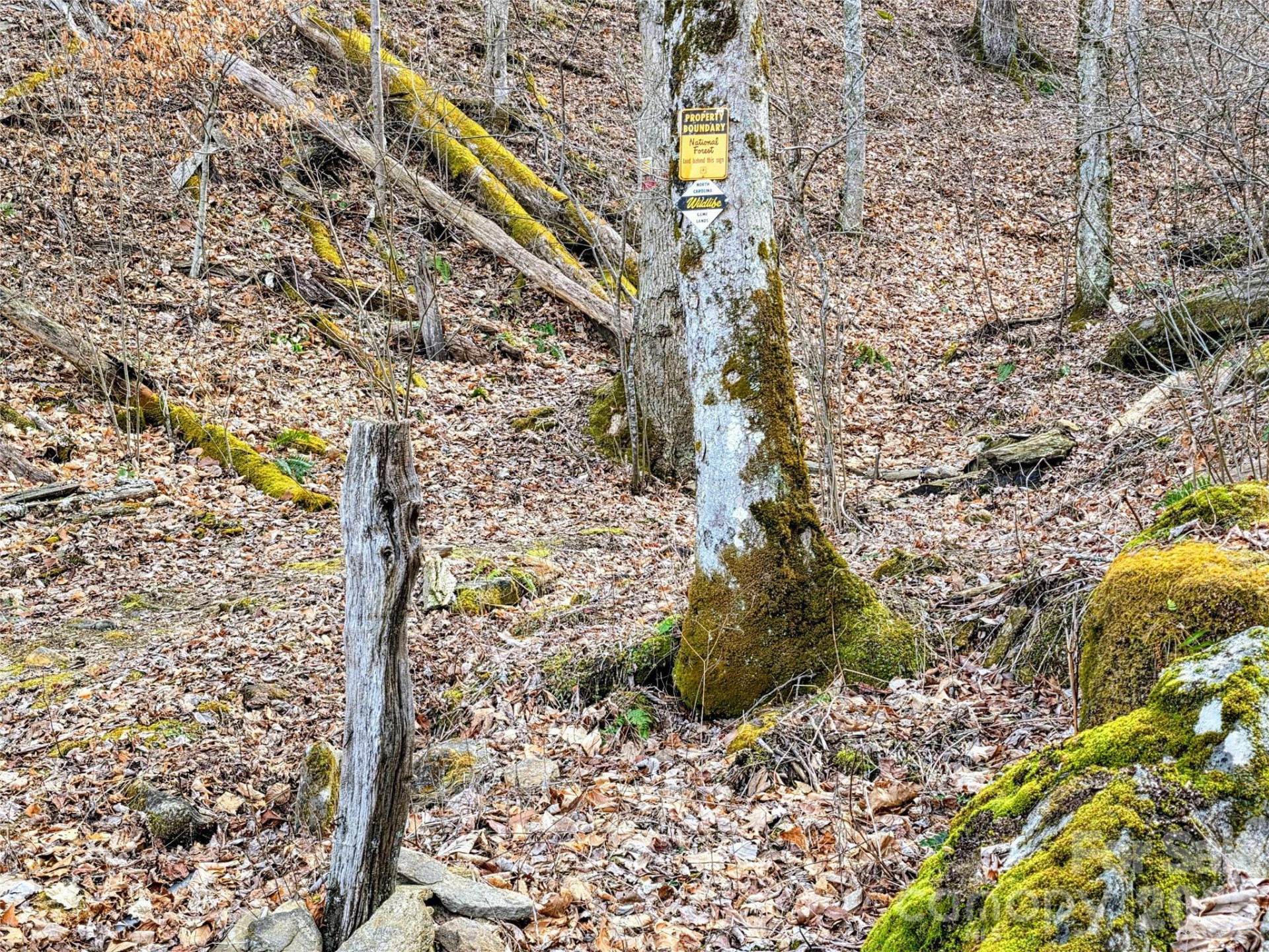 254 Ray Mine Road - Photo 4