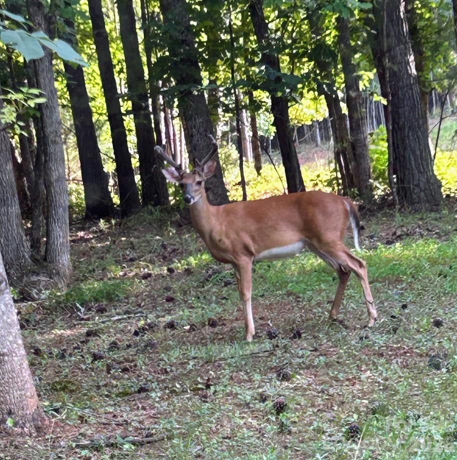 203 Burnt Chimney Lane - Photo 26