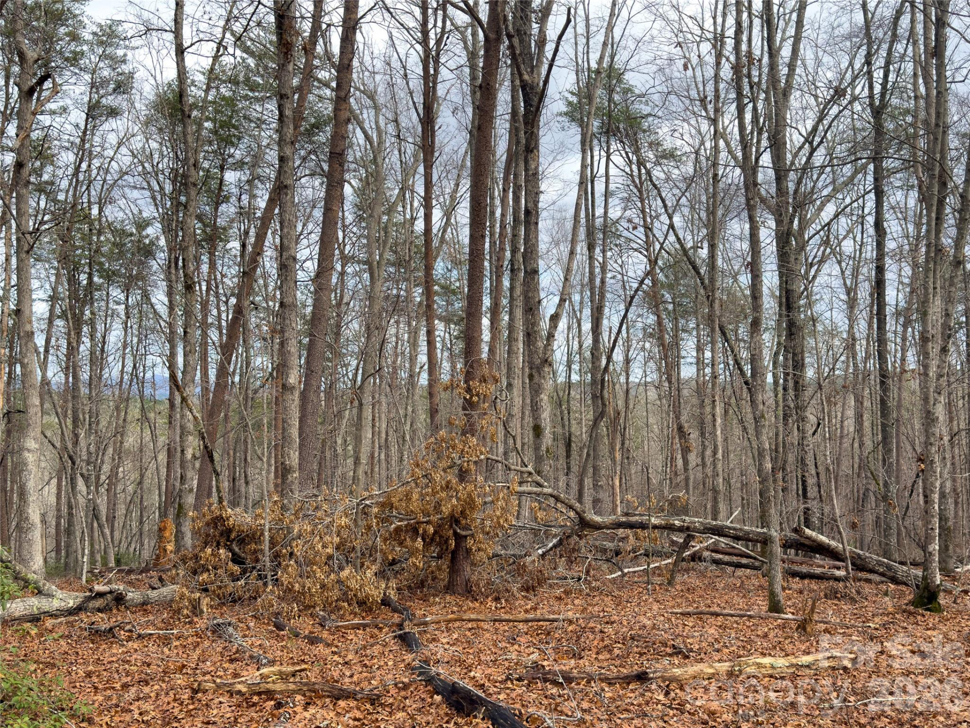 Lots 4-7 Carmel Ridge - Photo 15