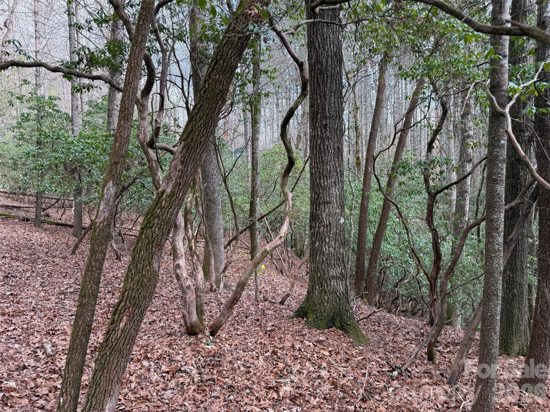TBD Cherrywood Lane #L-12 - Photo 5