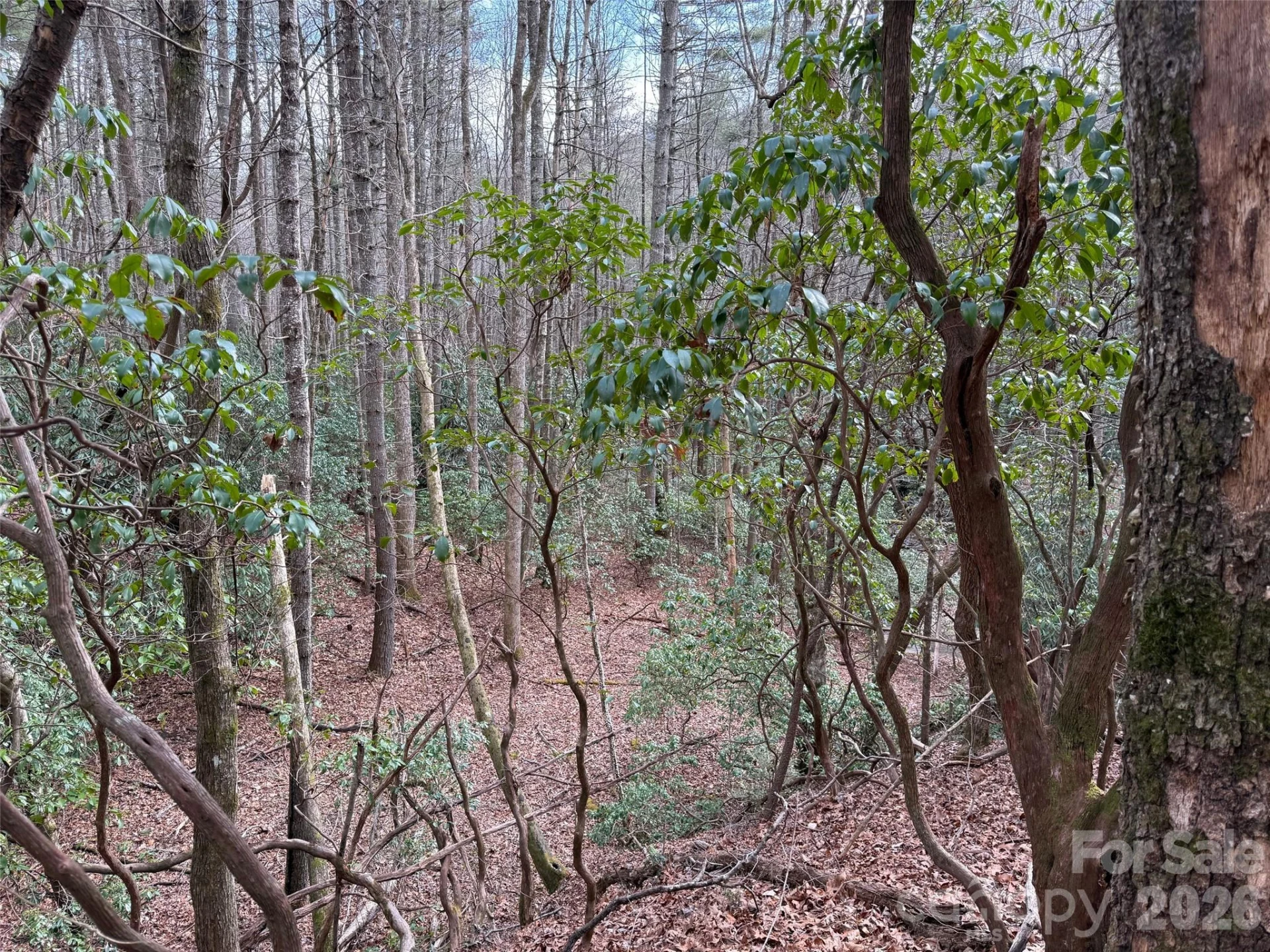 TBD Cherrywood Lane #L-12 - Photo 6