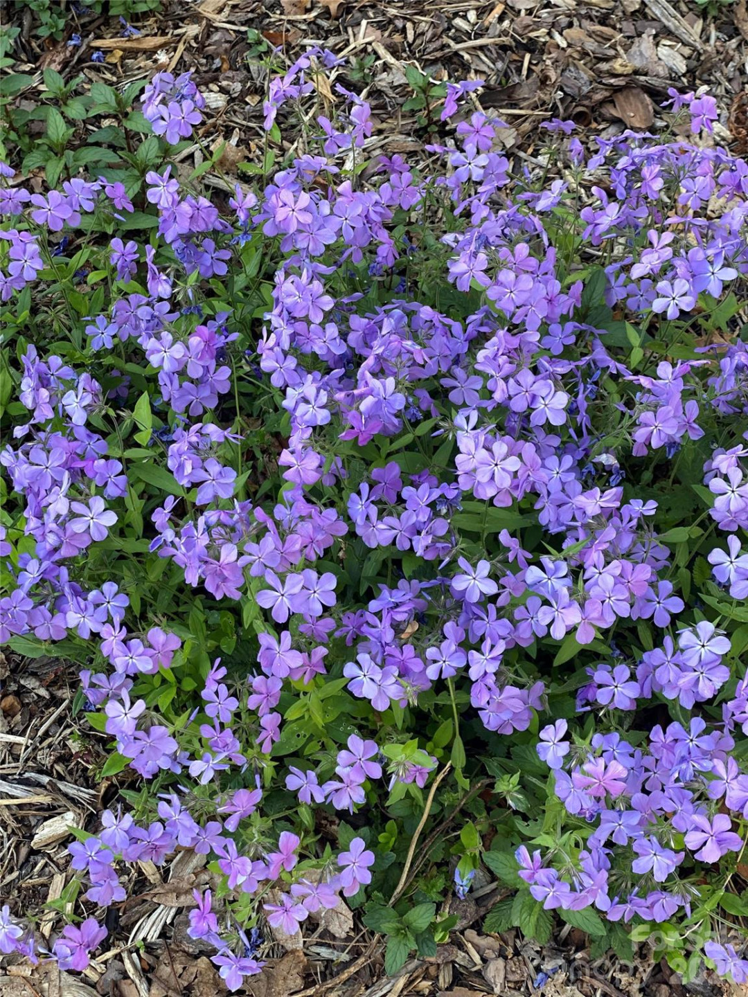 109 Paradise Circle - Photo 39