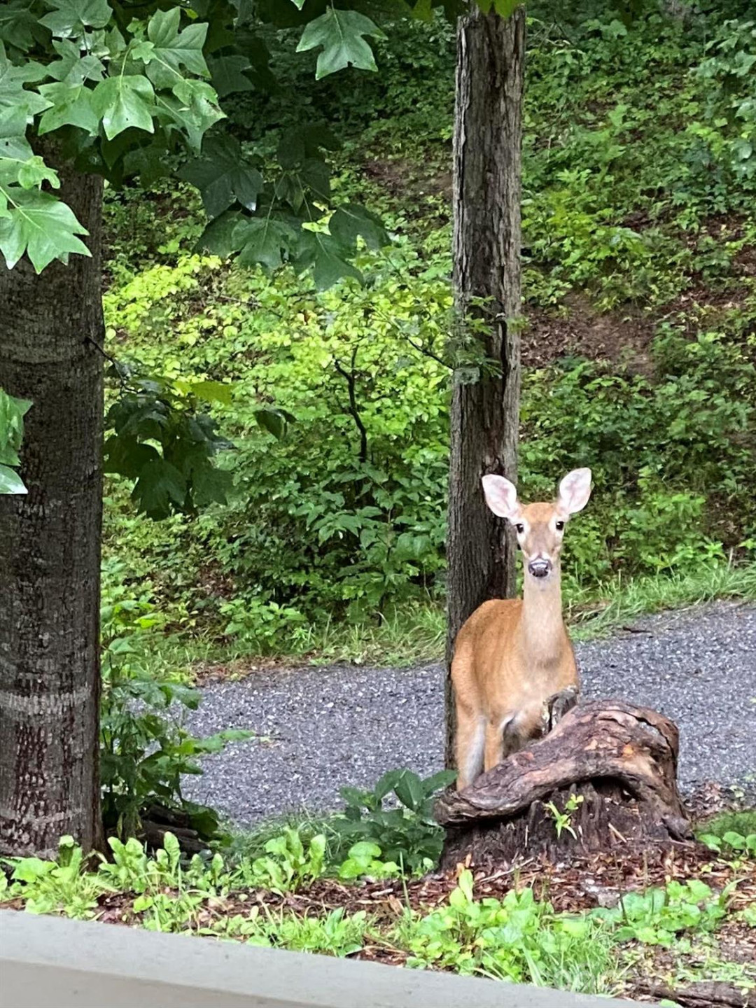 109 Paradise Circle - Photo 42