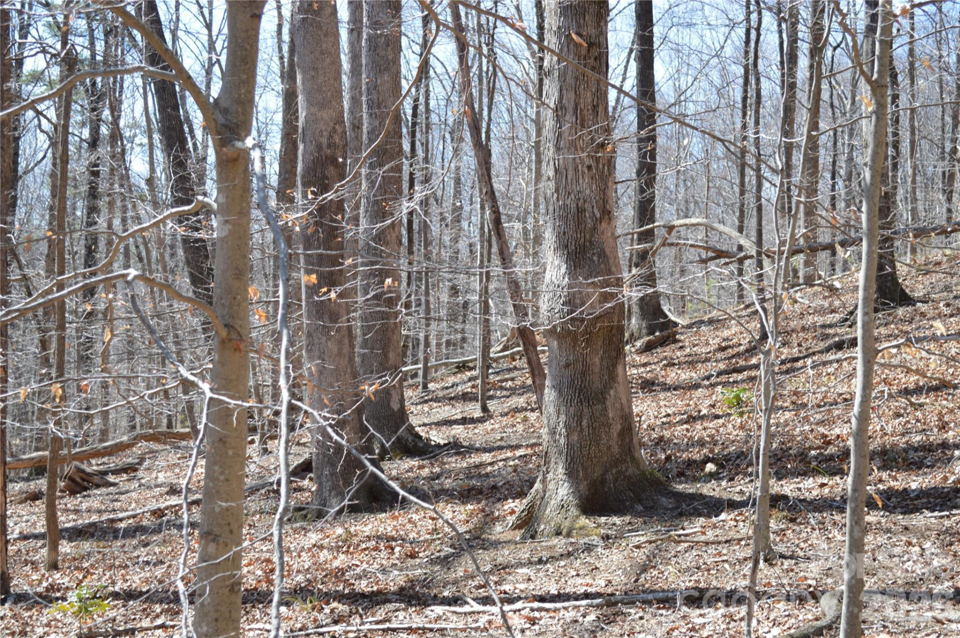 00 Shadow Creek Lane - Photo 2