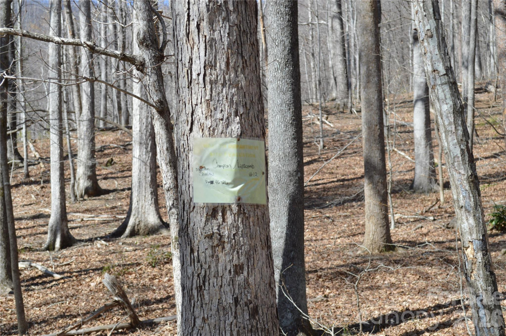 00 Shadow Creek Lane - Photo 12