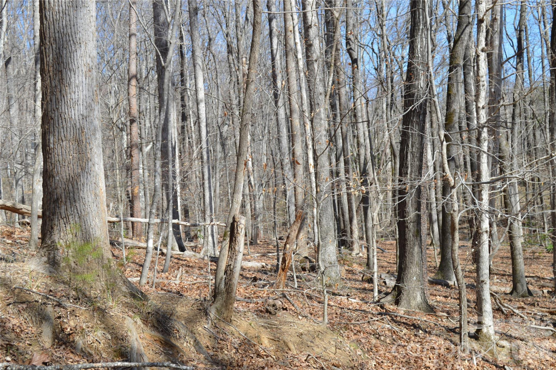 00 Shadow Creek Lane - Photo 14